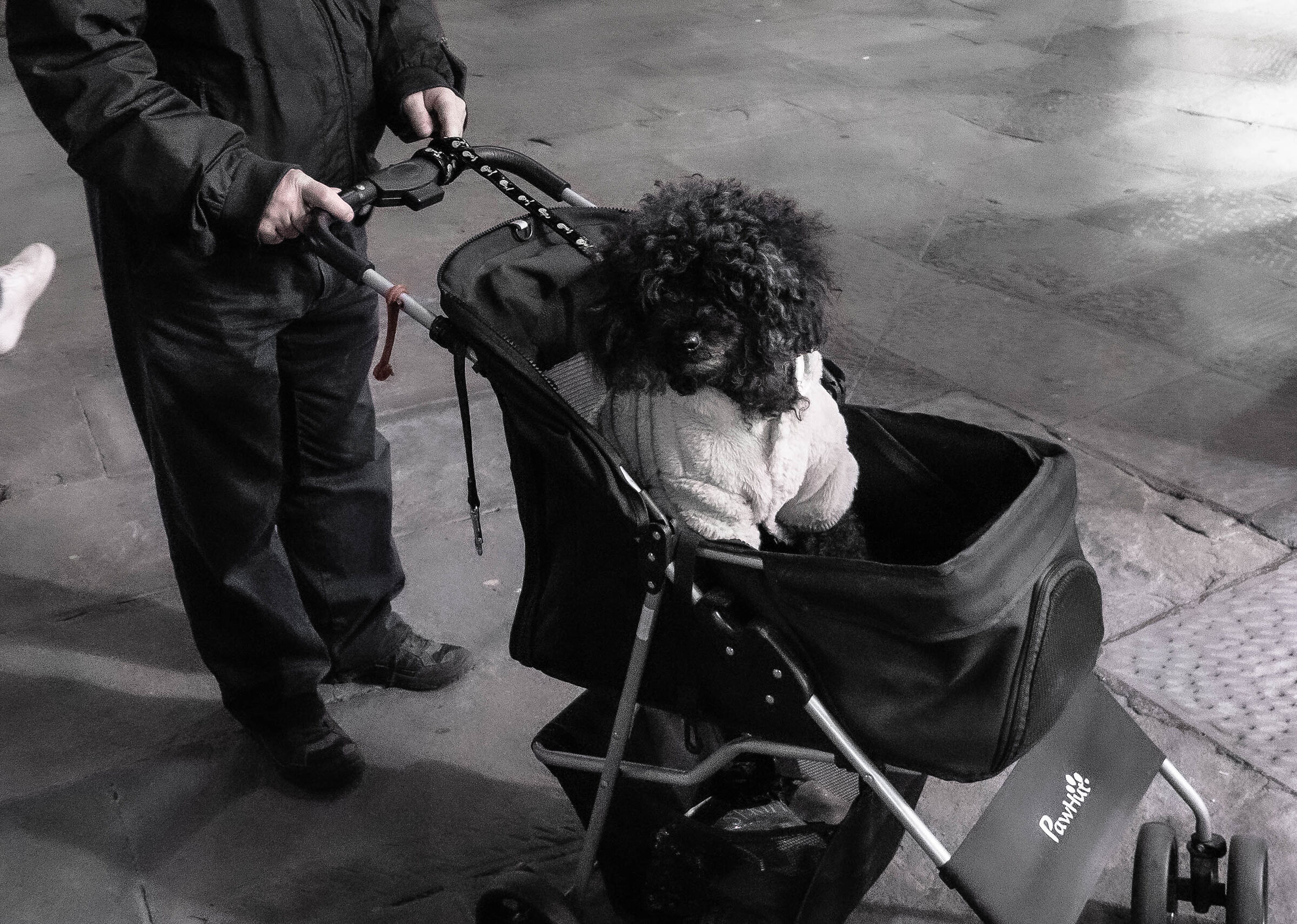 Shopping con il cane