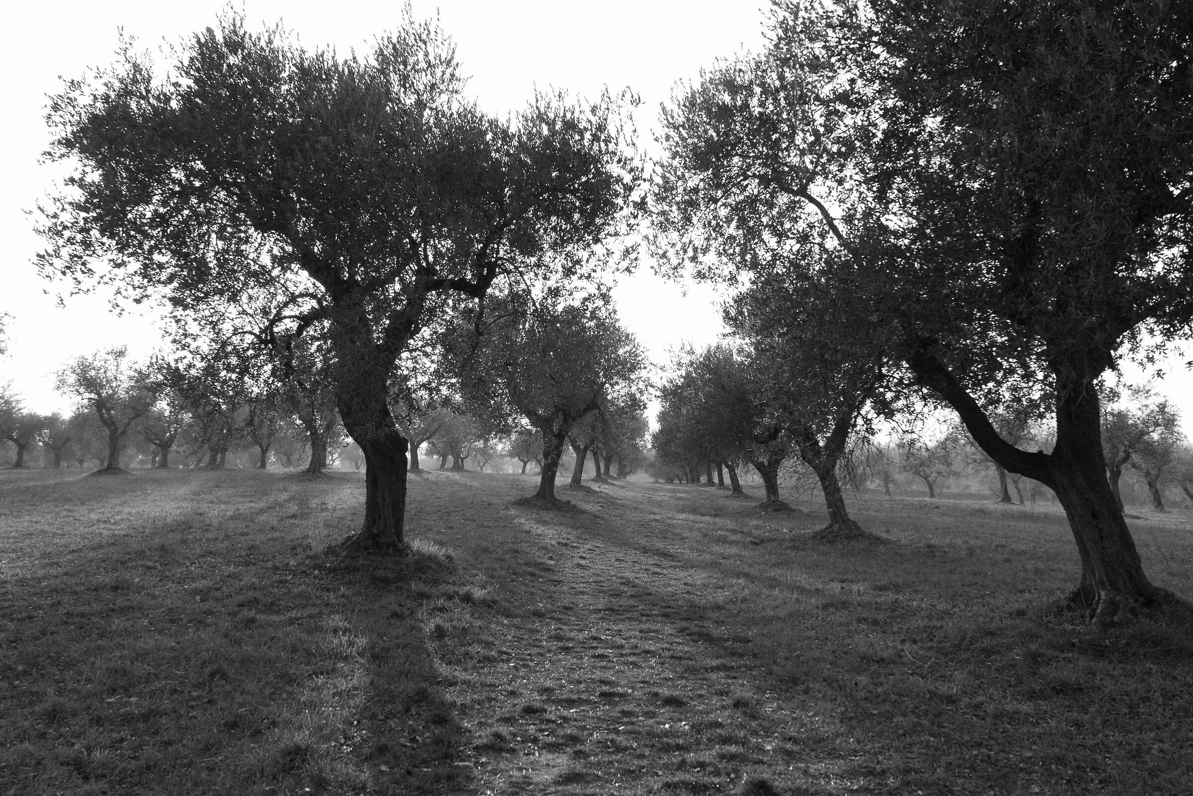 alberi nel sole