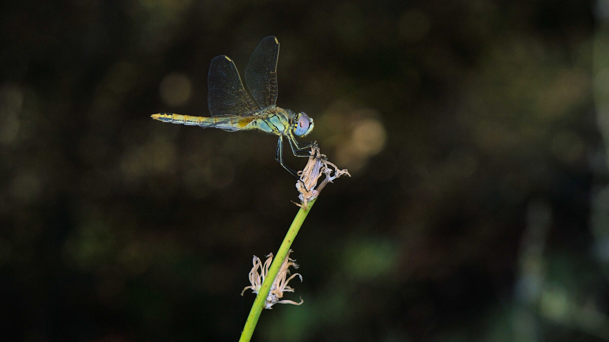 Dragonfly