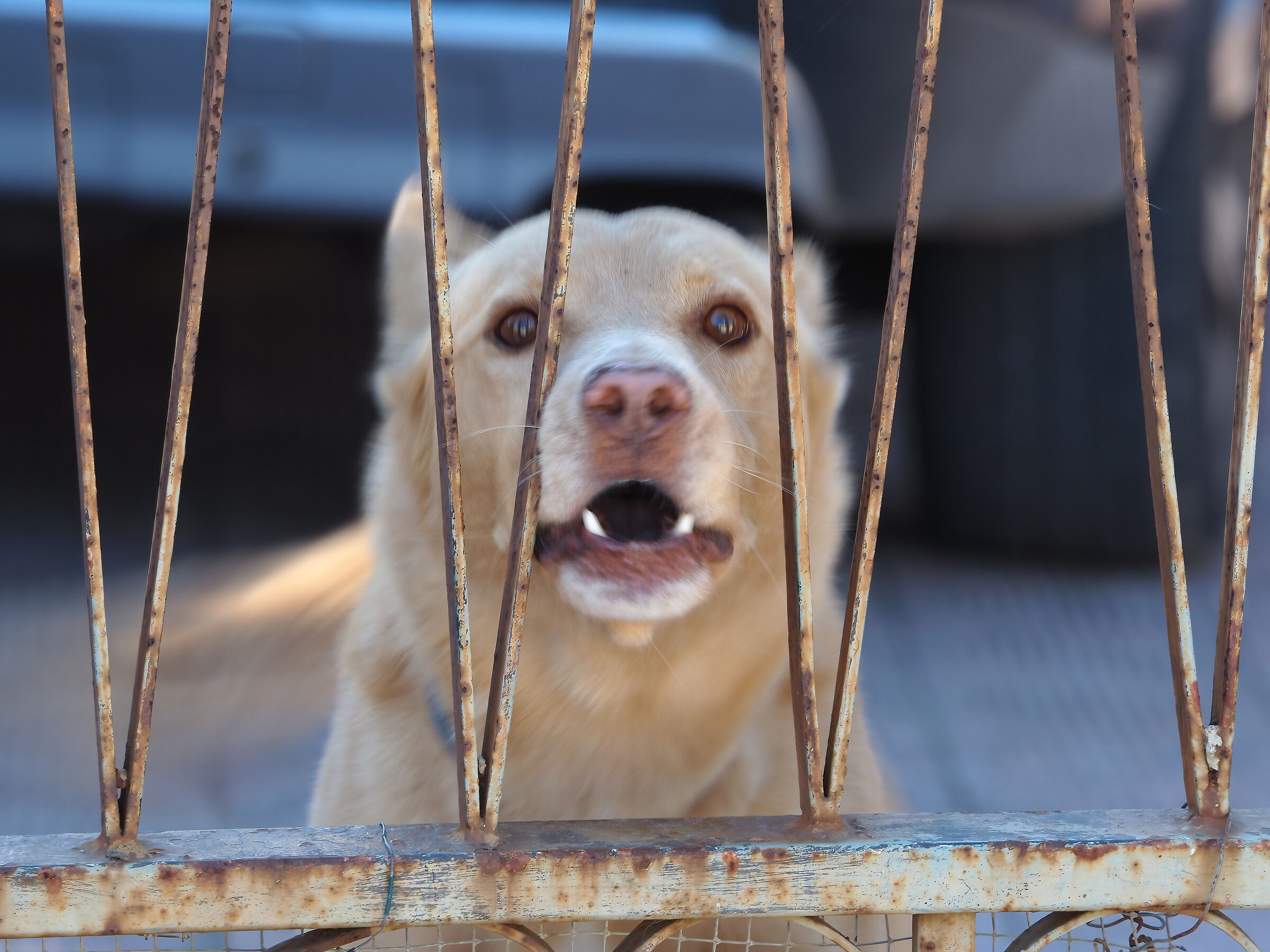 Dog