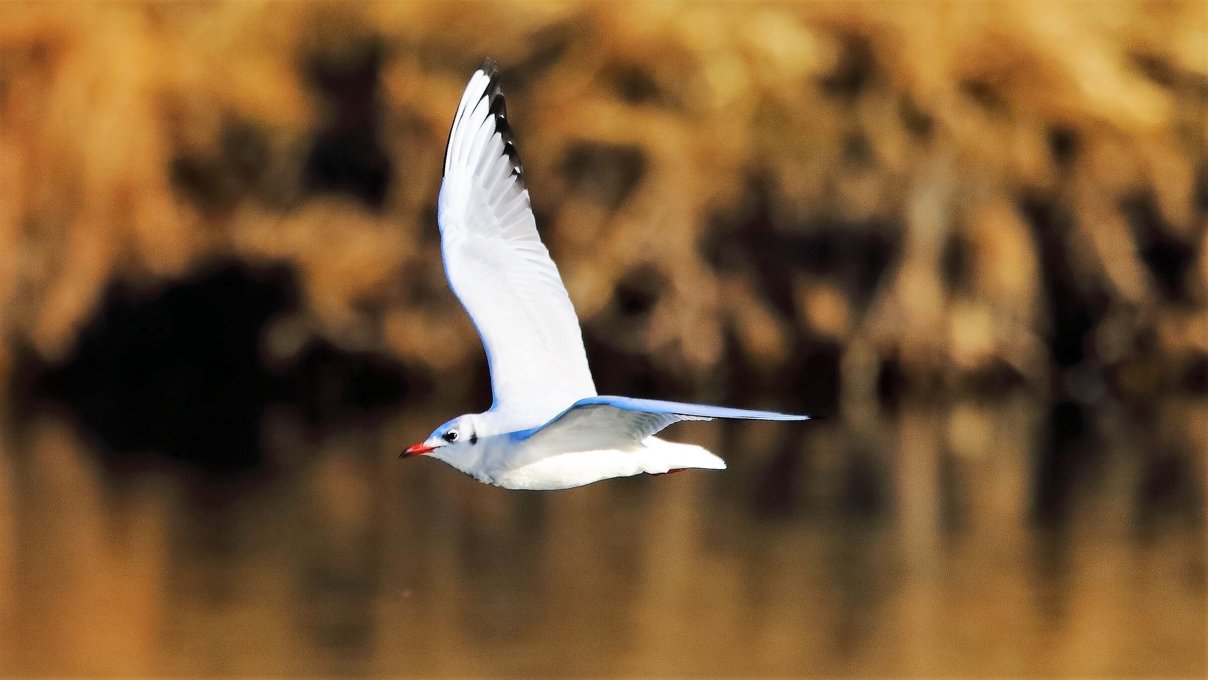 gabbiano T 29 gen 2022 --115--