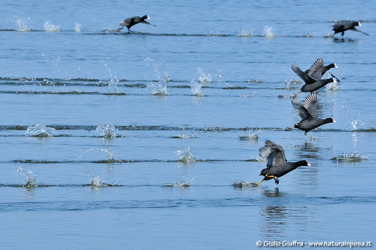 Folaghe al fotofinish