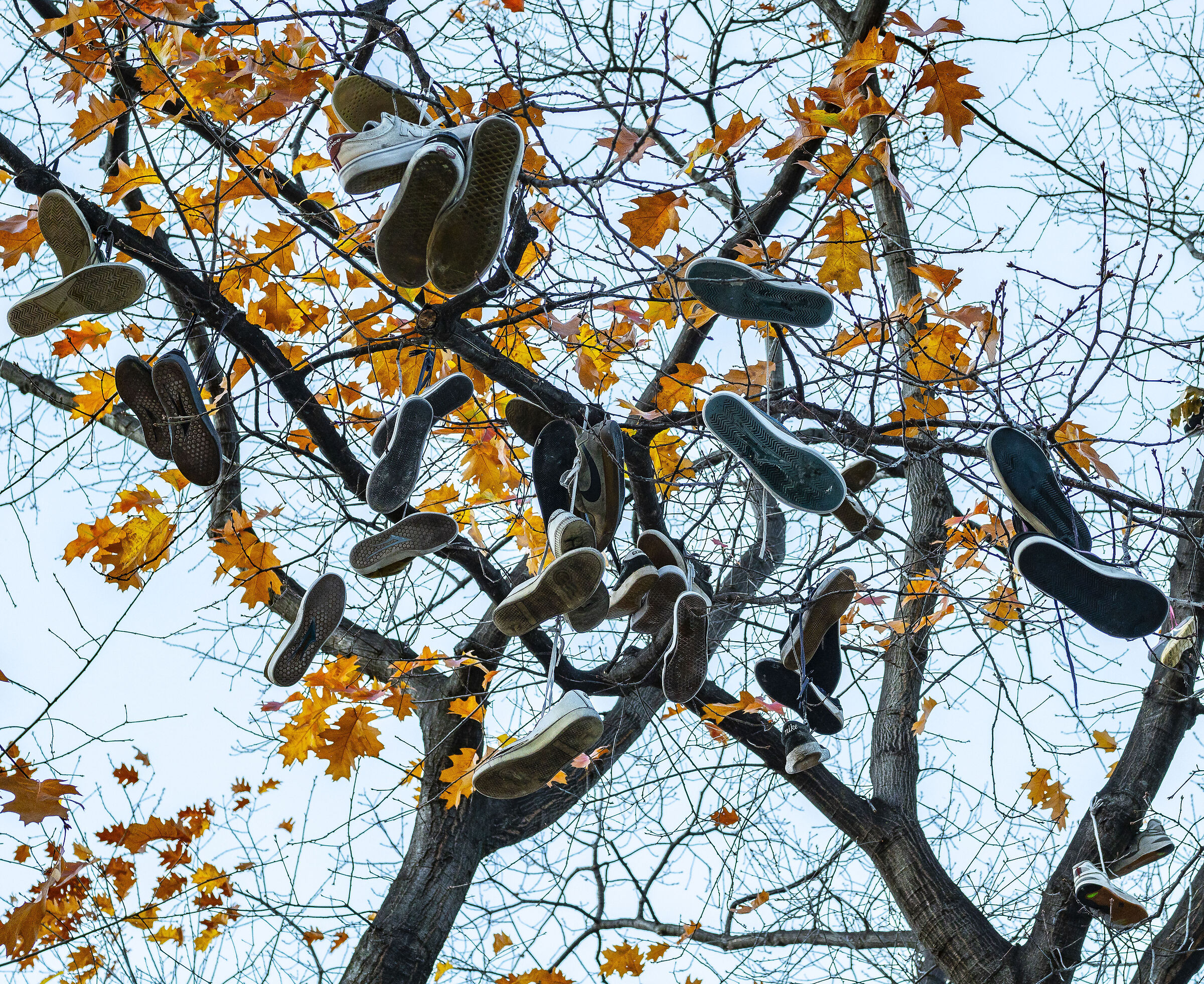 The shoe tree