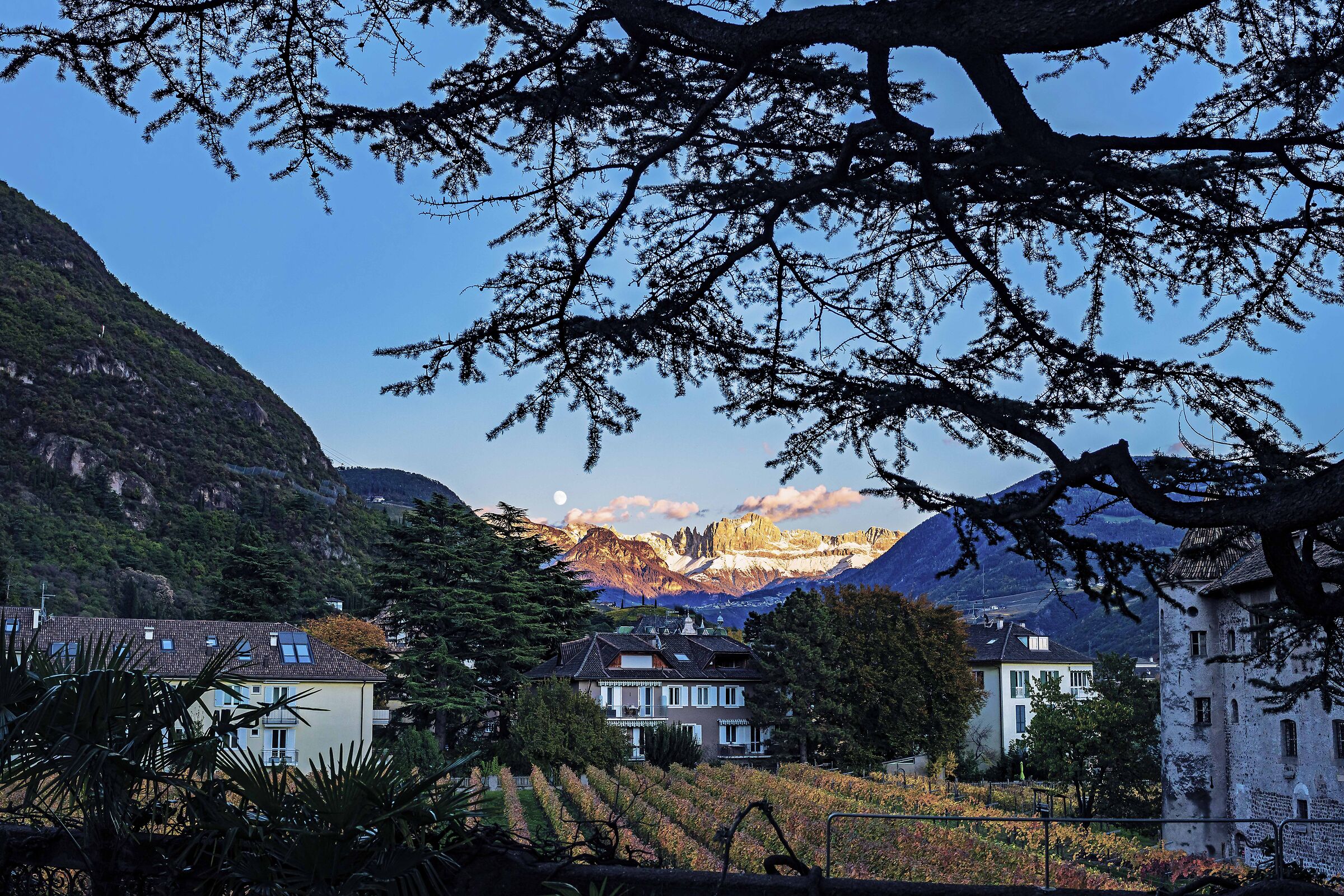 Vigne a Castel Mareccio