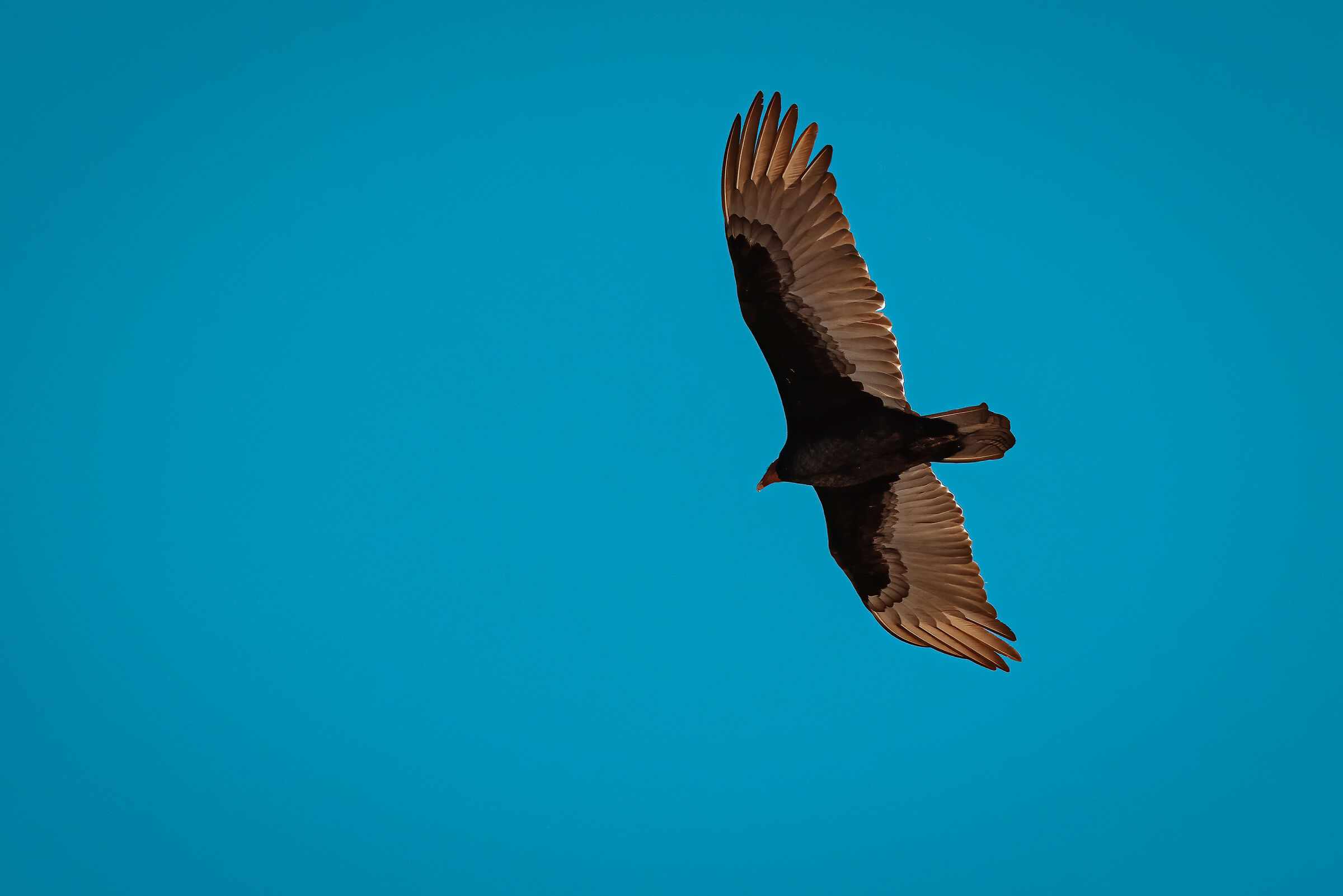 Avvoltoio testa rossa