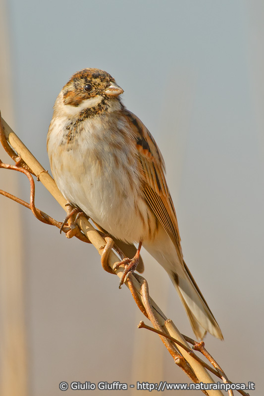 Migliarino di palude