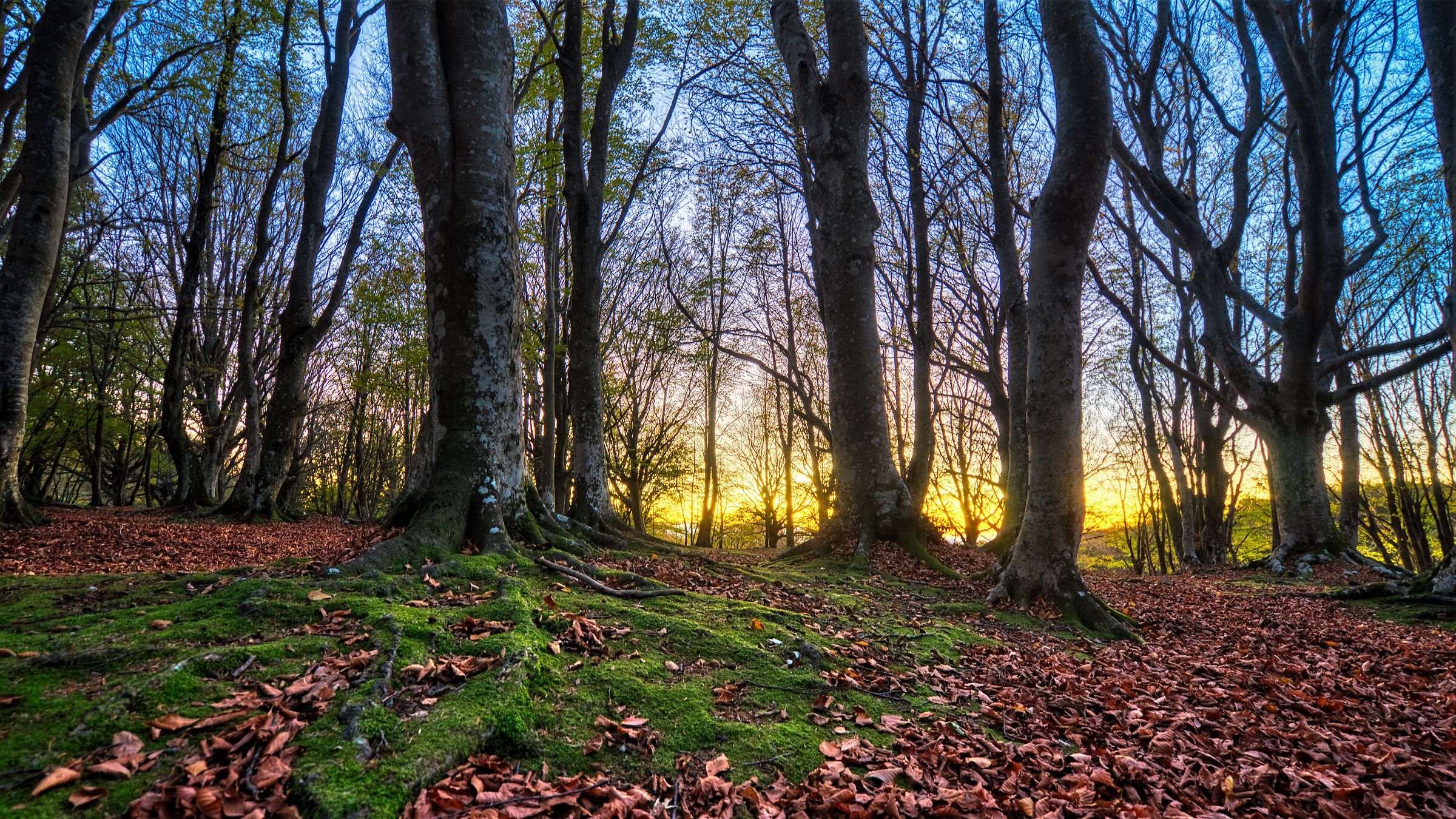 Faggeta di Canfaito al tramonto.