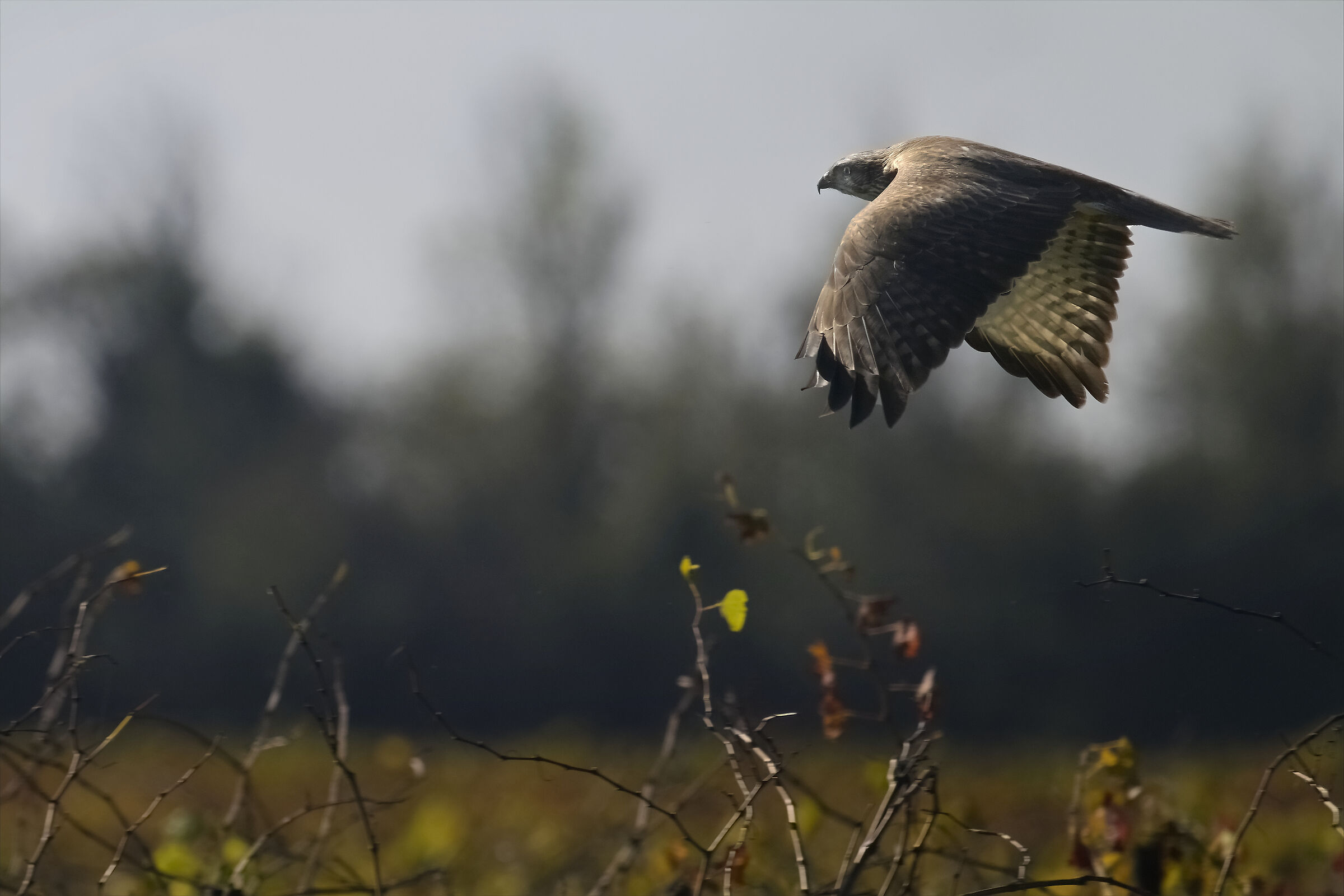 Autumn buzzard