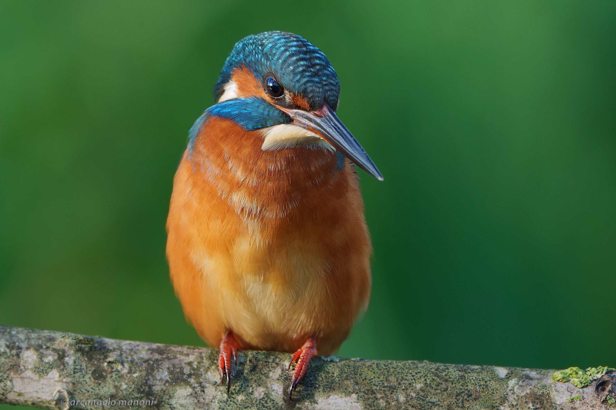Alcedo atthis