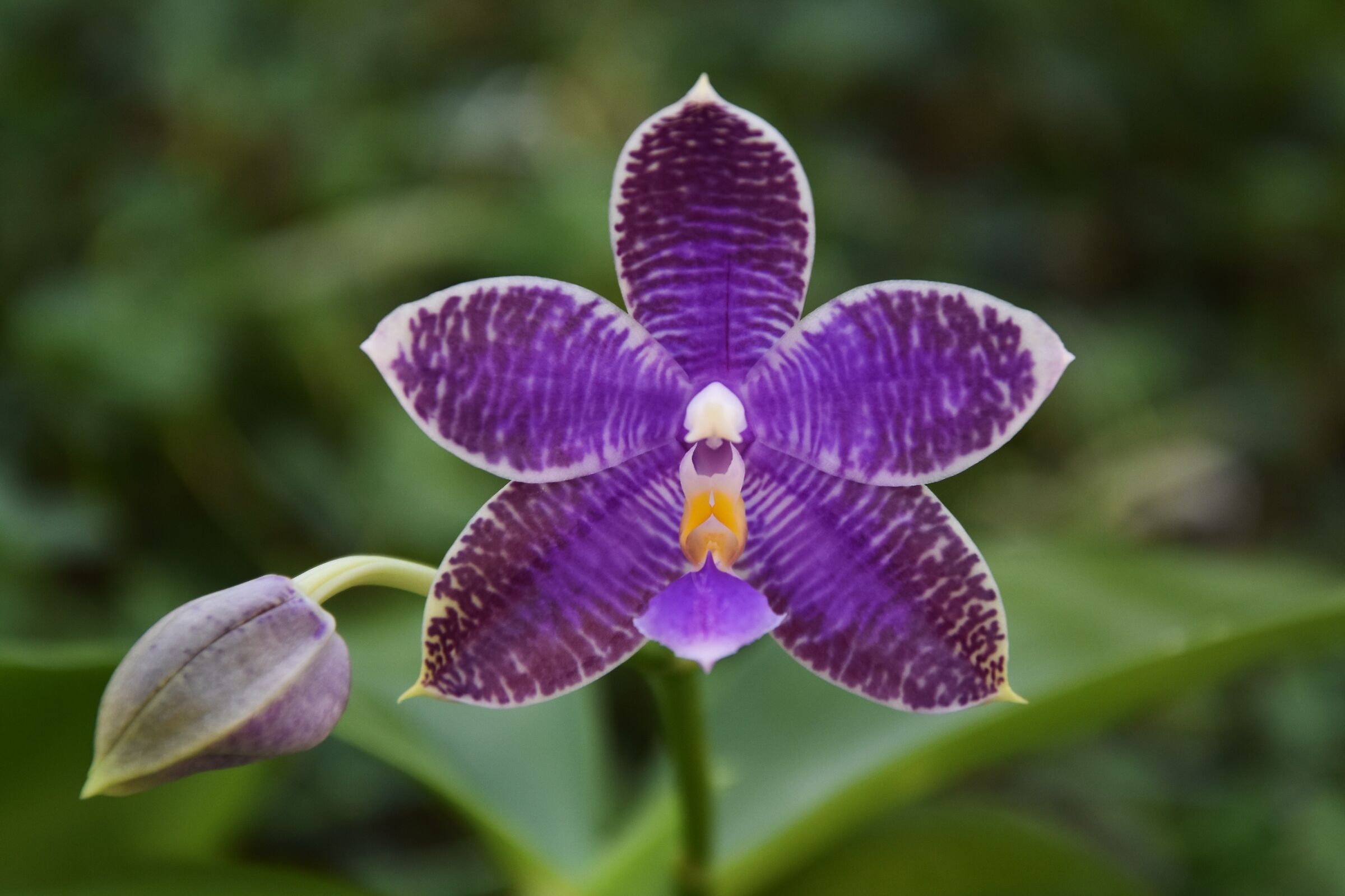 Orchidea phalaenopsis blu