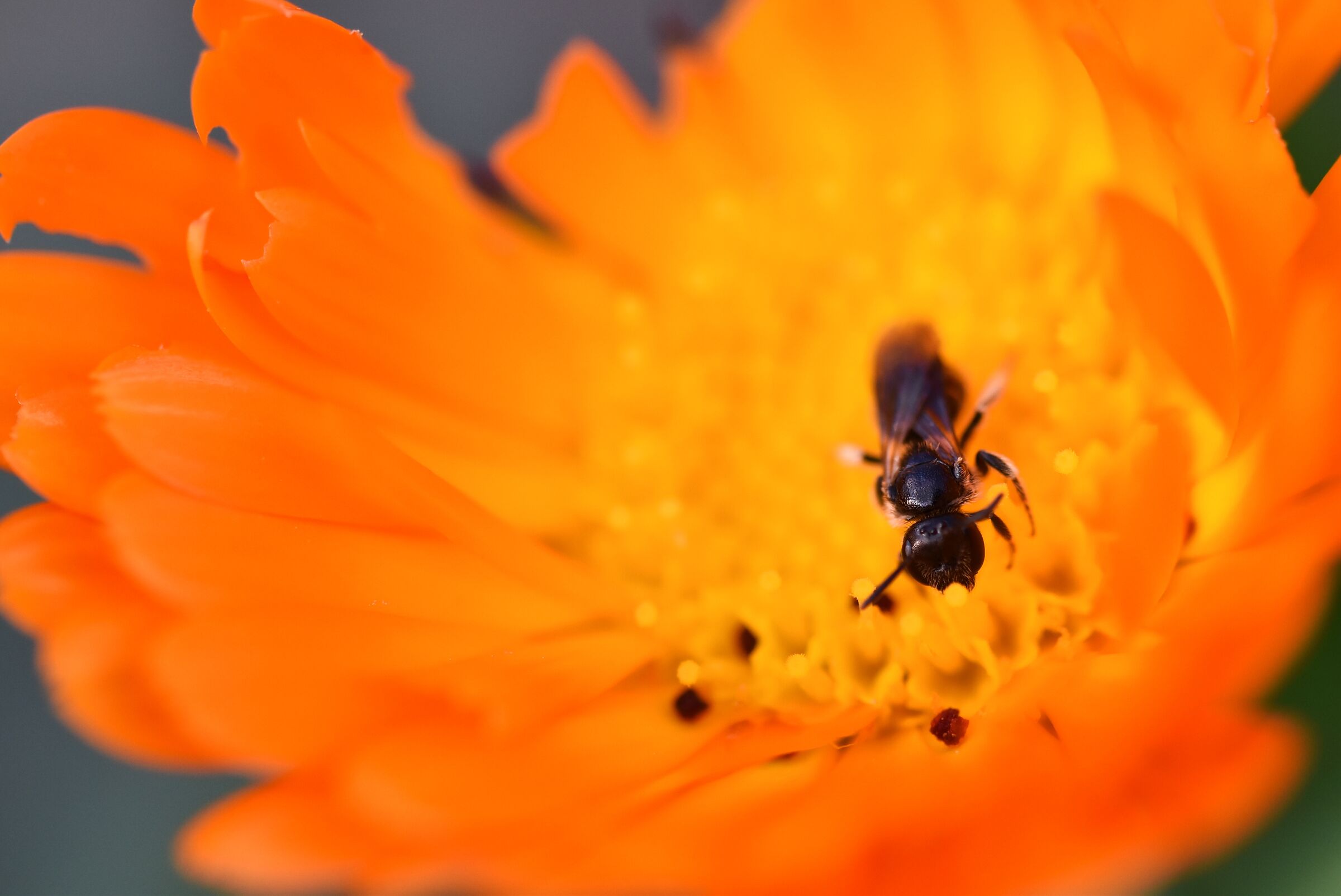 Formica su fiore di calendula
