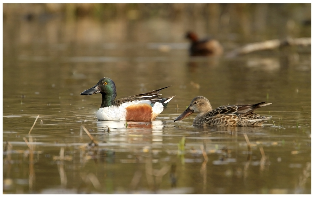 Shovelers