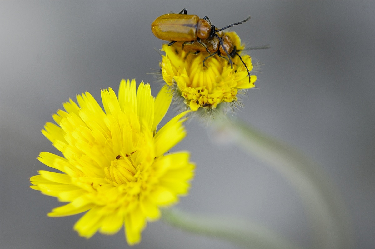 Campagna di Galatina, Lecce.