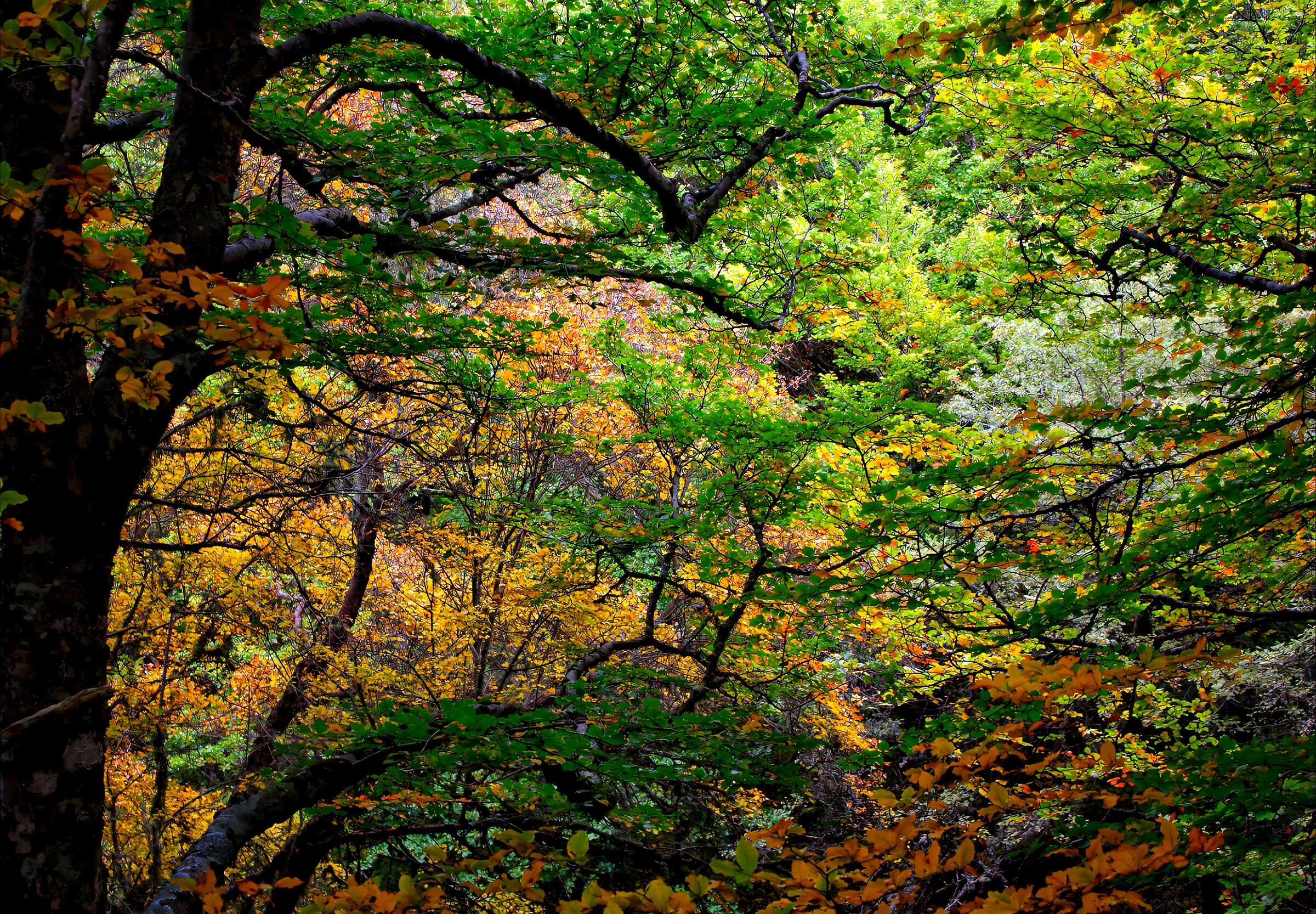The beauty of beech trees in autumn
