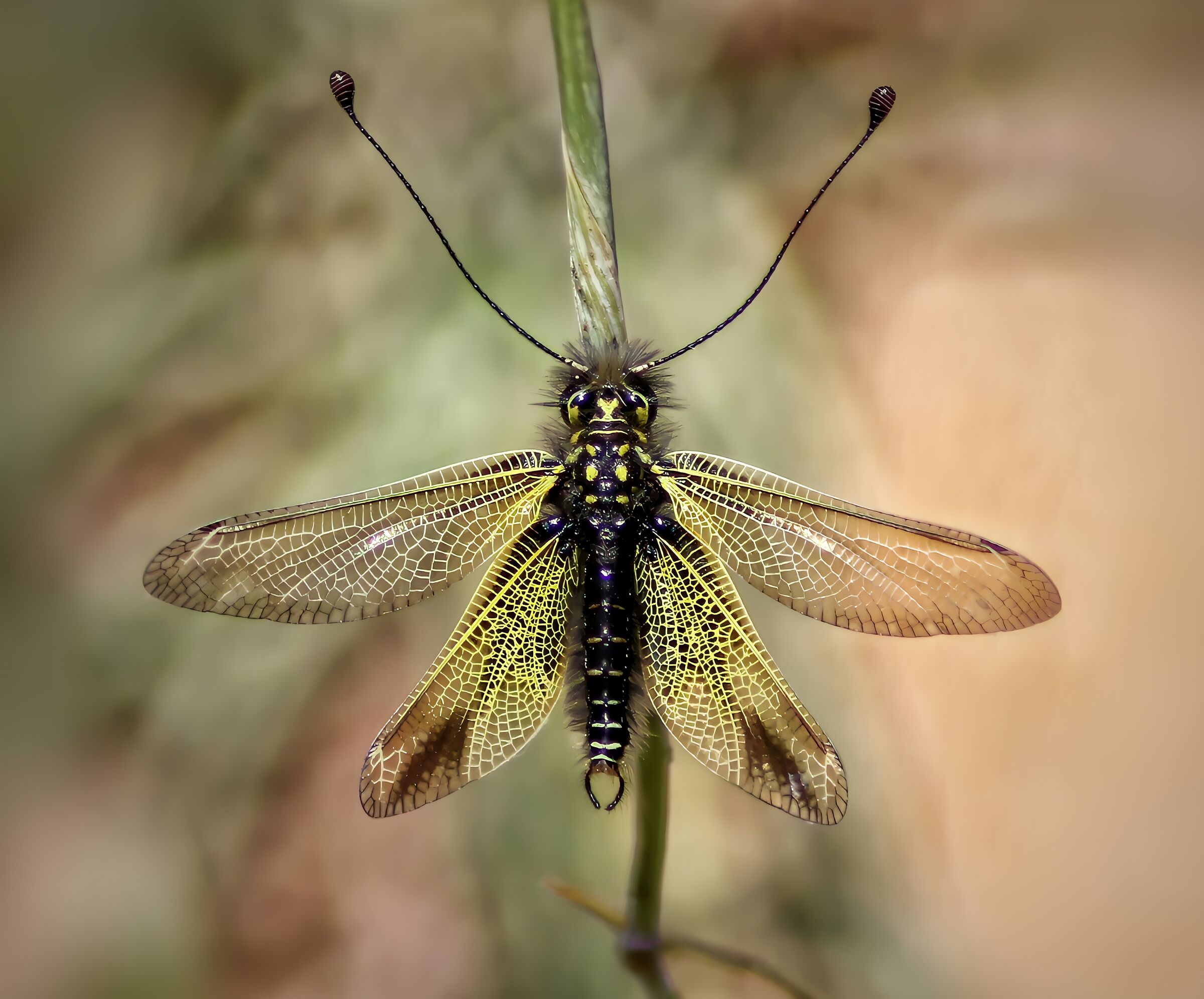 Libbelloides ictericus