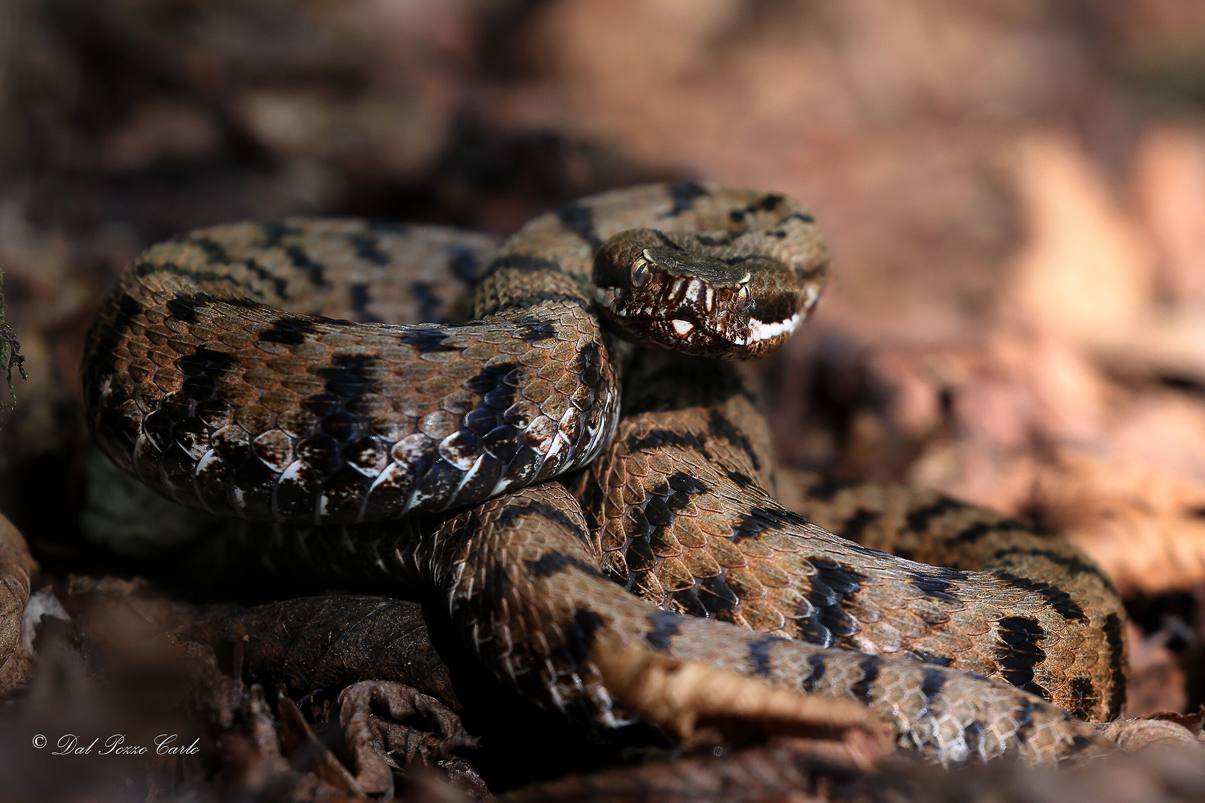 Viper aspis francisciredi