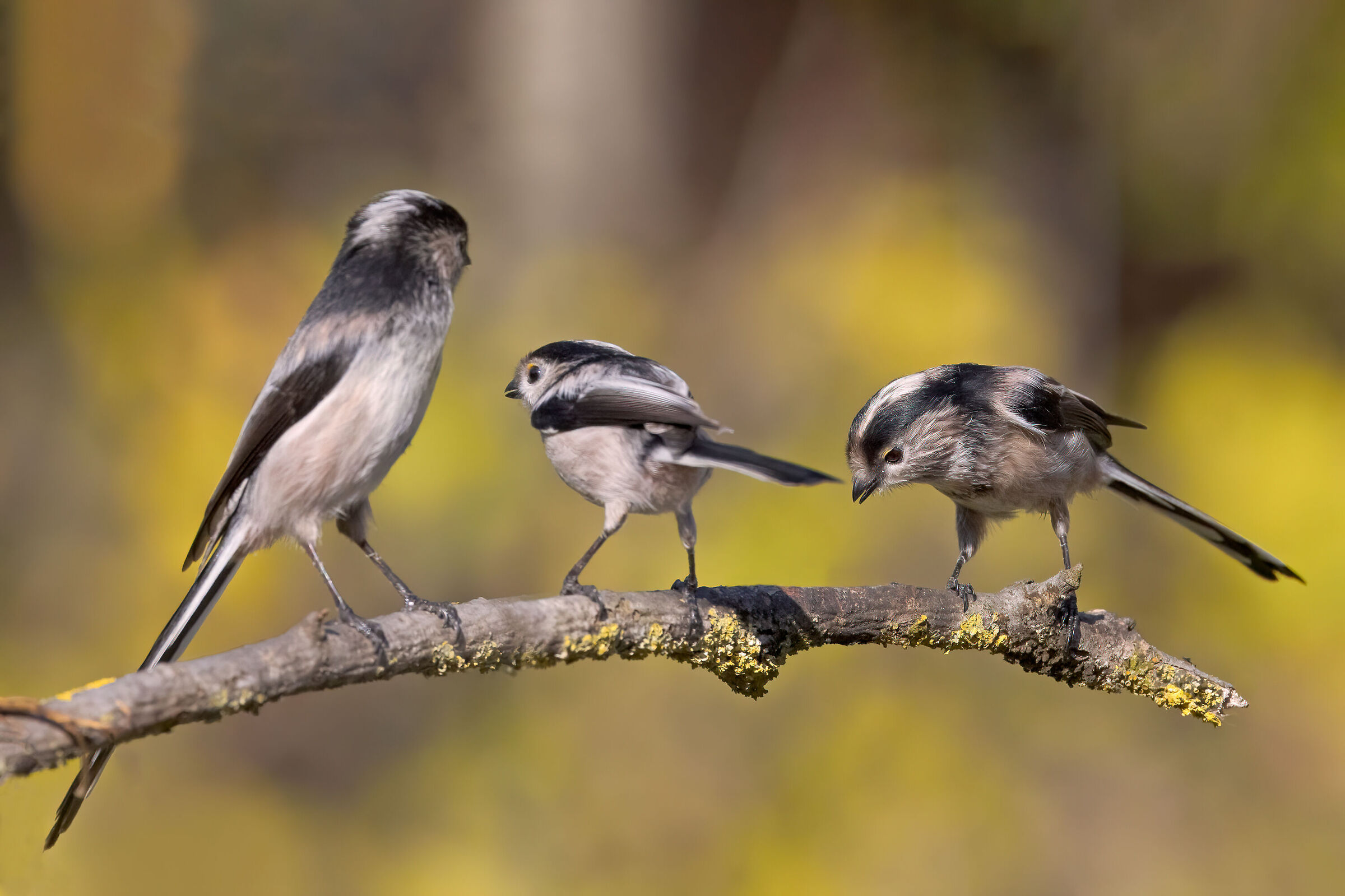 Piccolo stormo di Codibugnoli