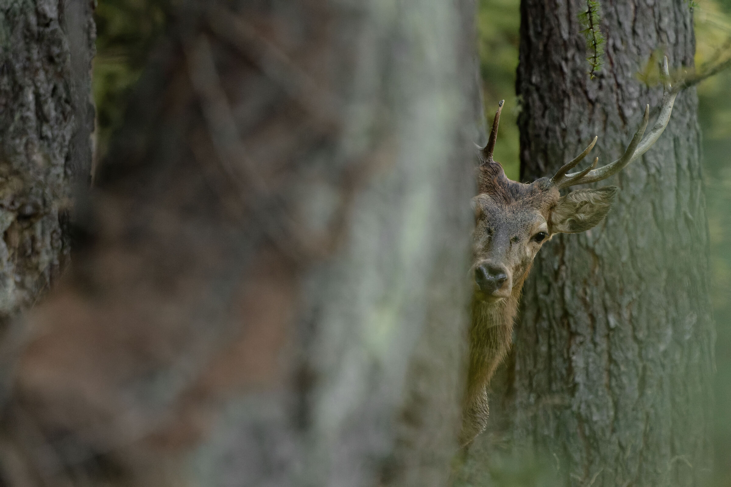 deer