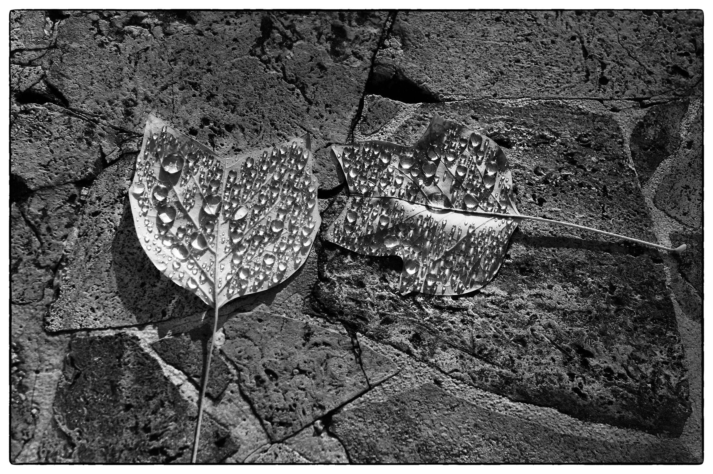 Dew drops on leaves in the sun