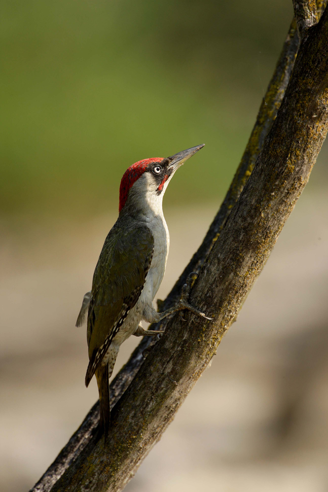 Green Woodpecker