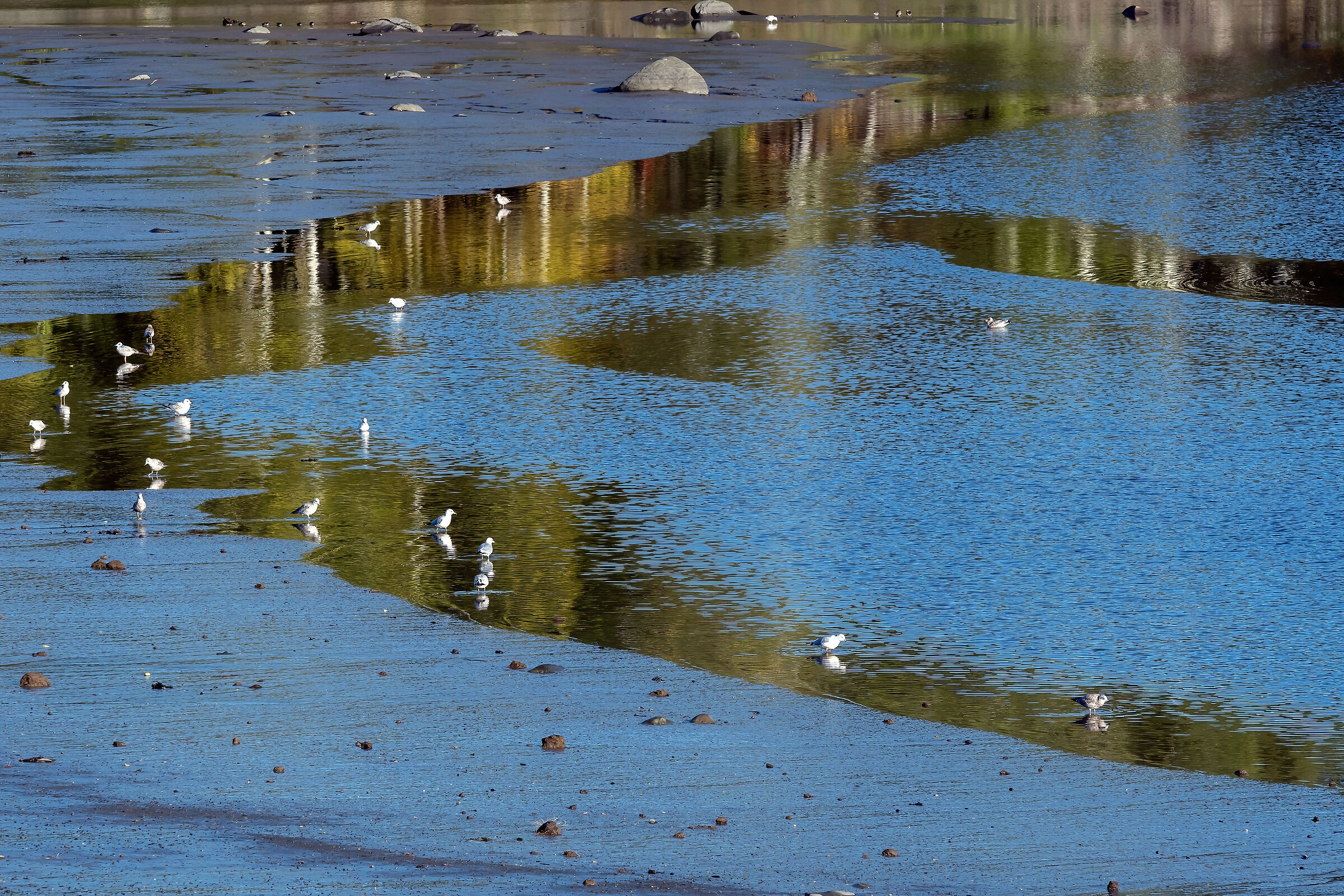 riflessi con Gabbiani