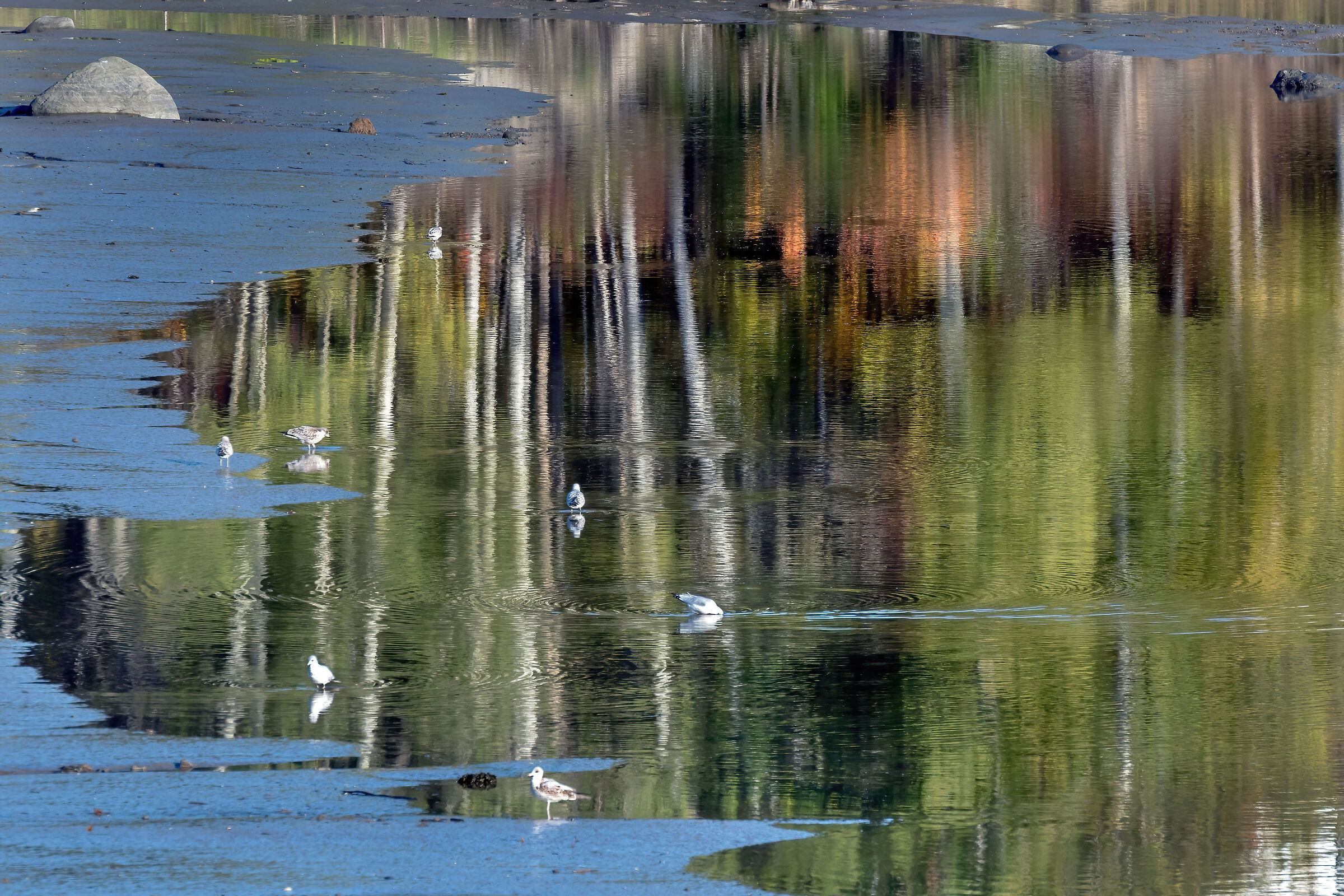 riflessi con Gabbiani