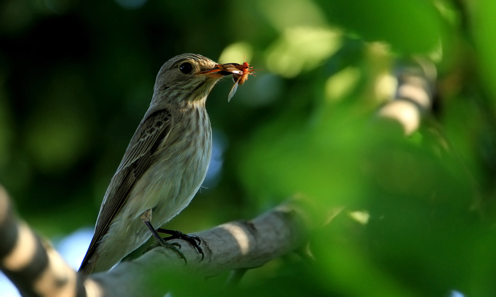 Flycatcher
