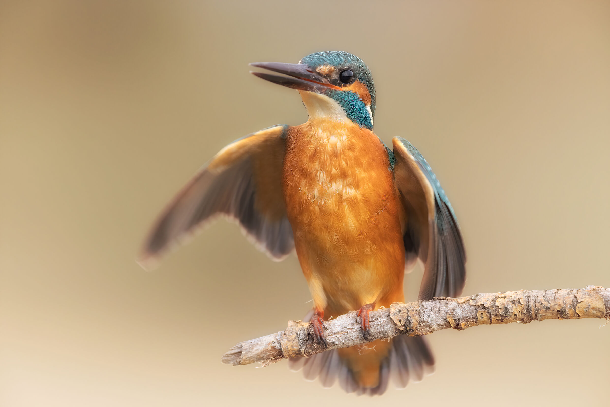 Kingfisher