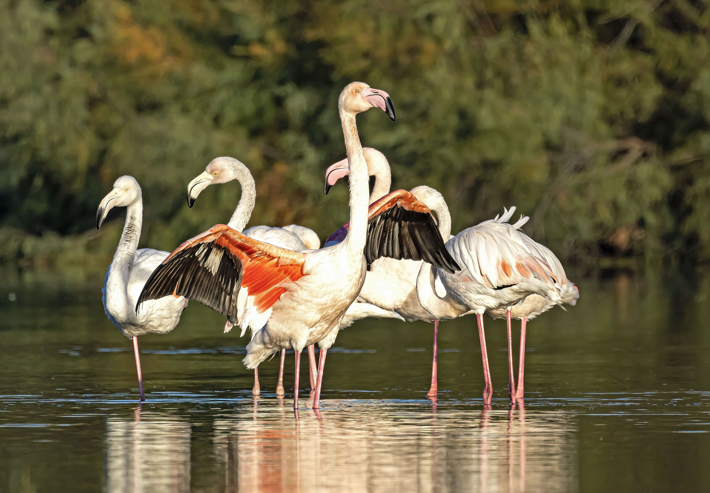 Fenicotteri Rosa