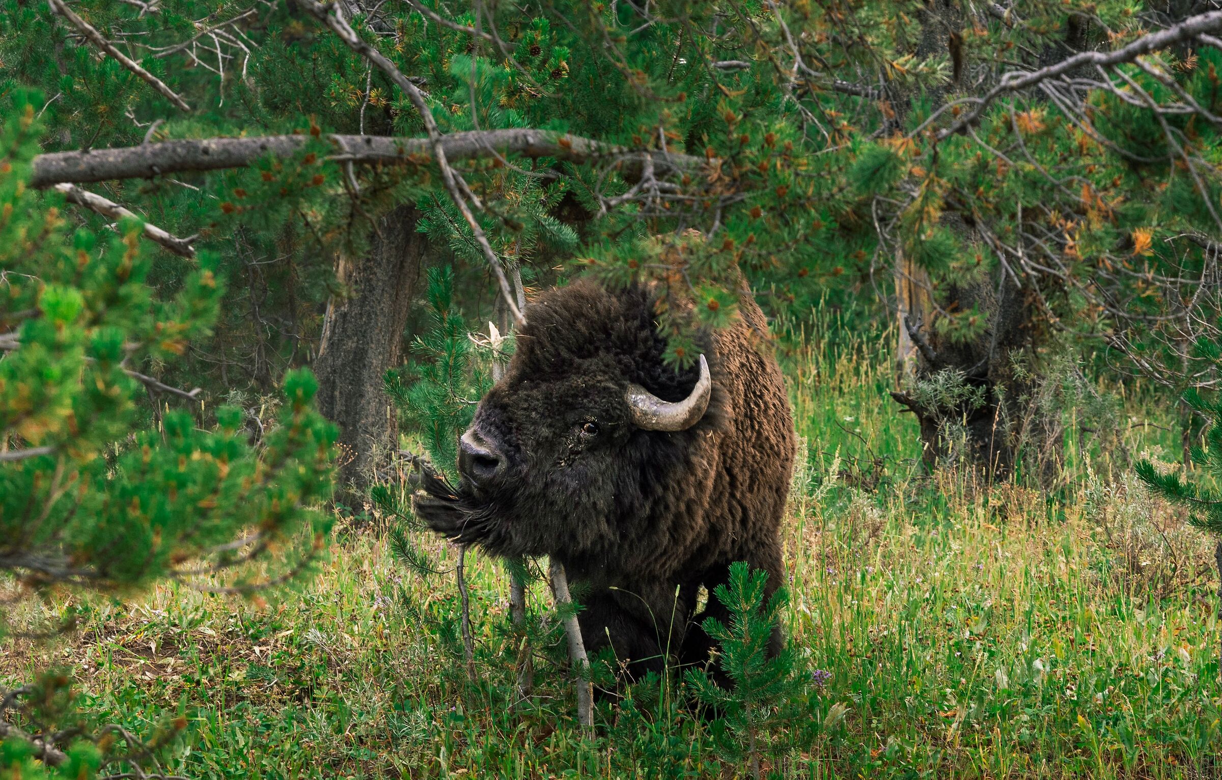 yellowstone- bisonte