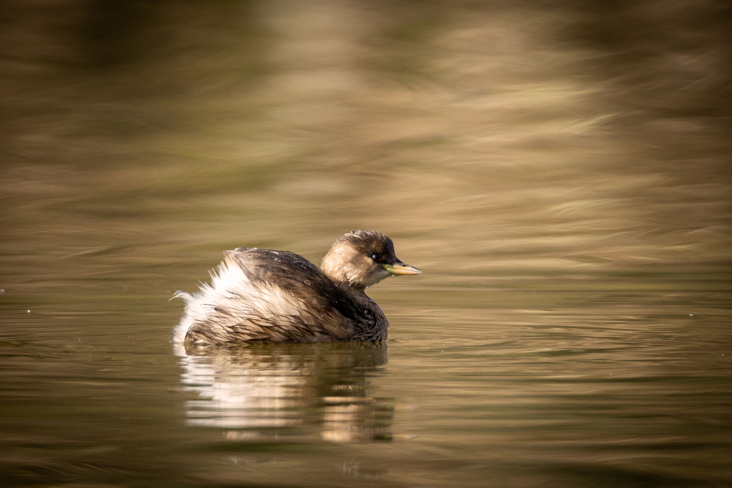 Dabchick