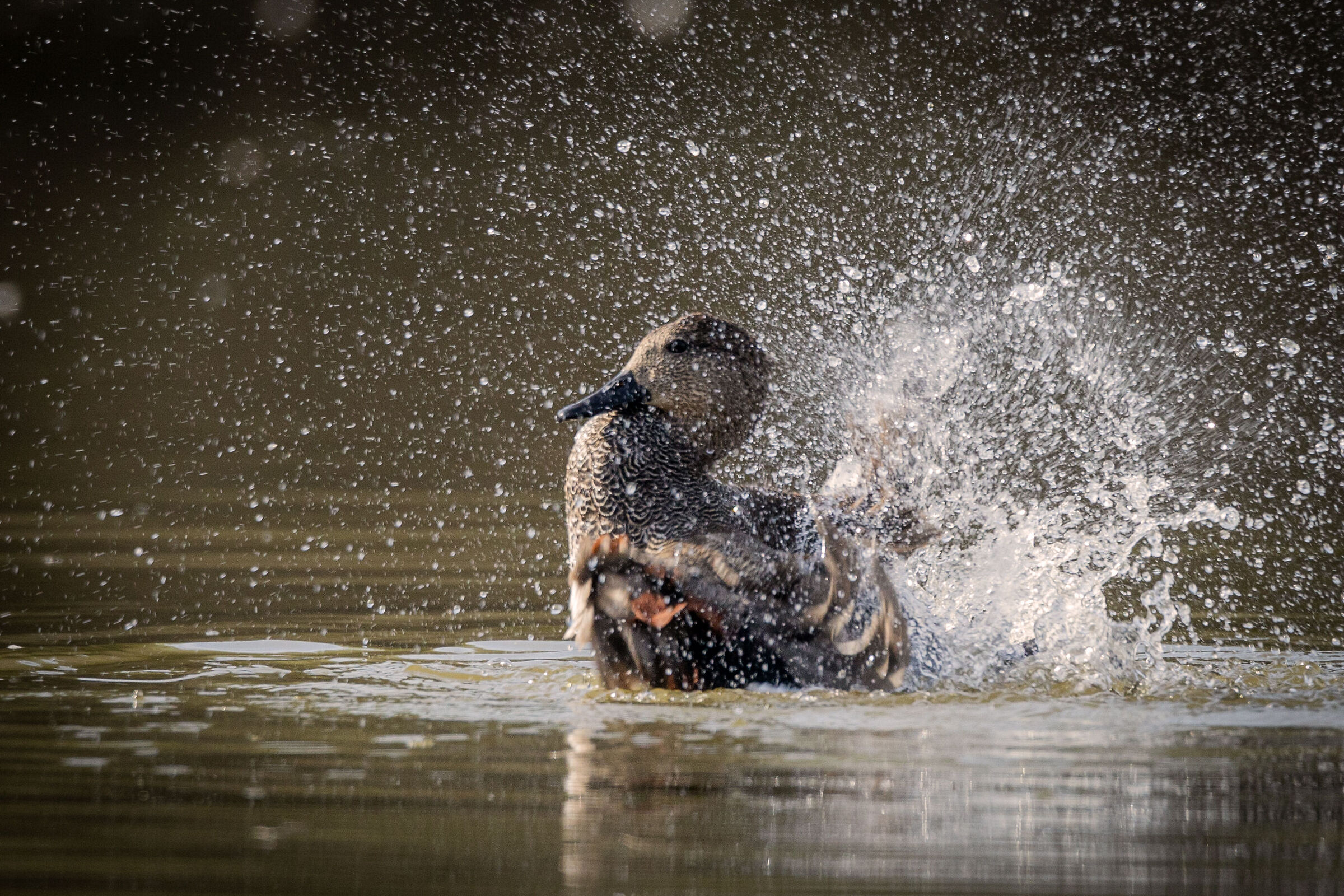 Gadwall