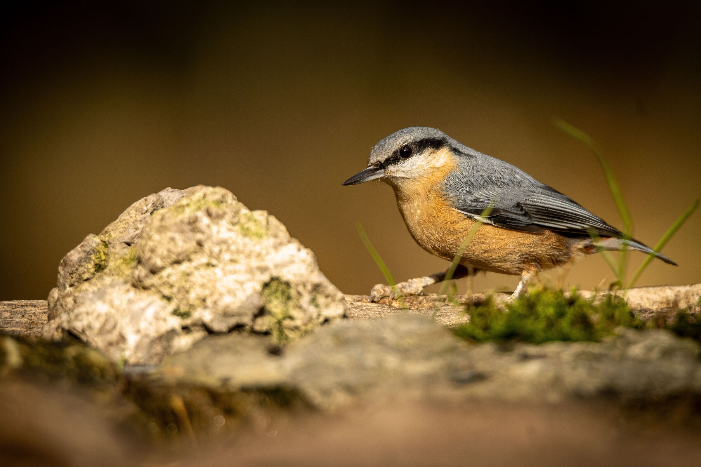 Wood nuthatch