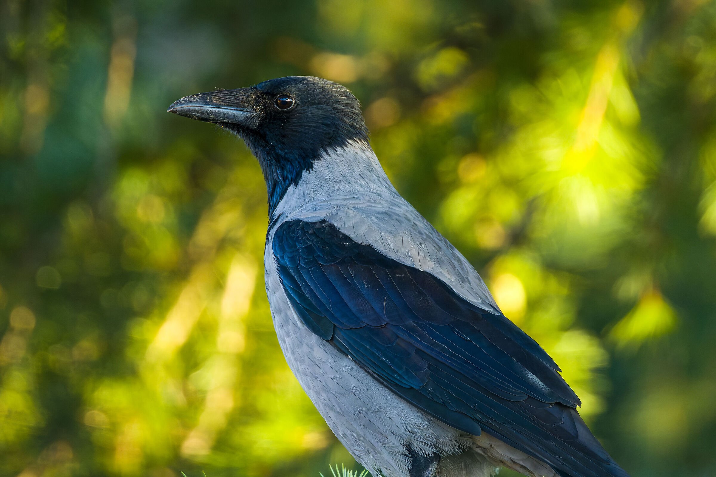 Test Rf 800mm 2