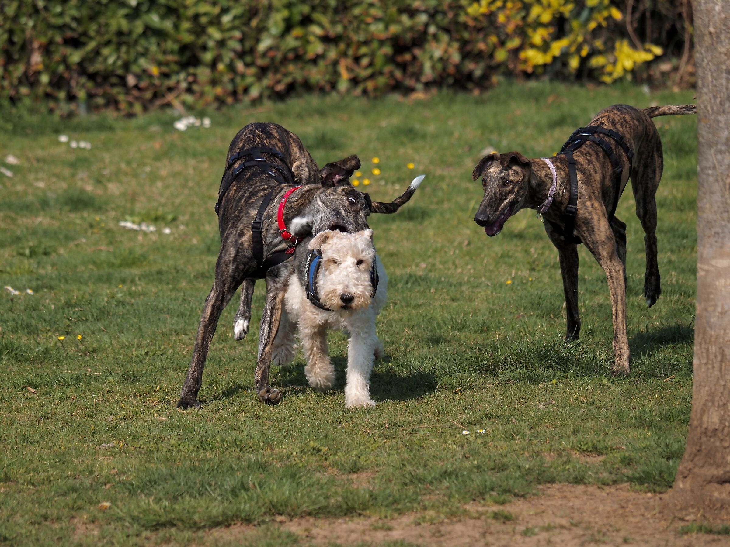 Davide contro i due Golia