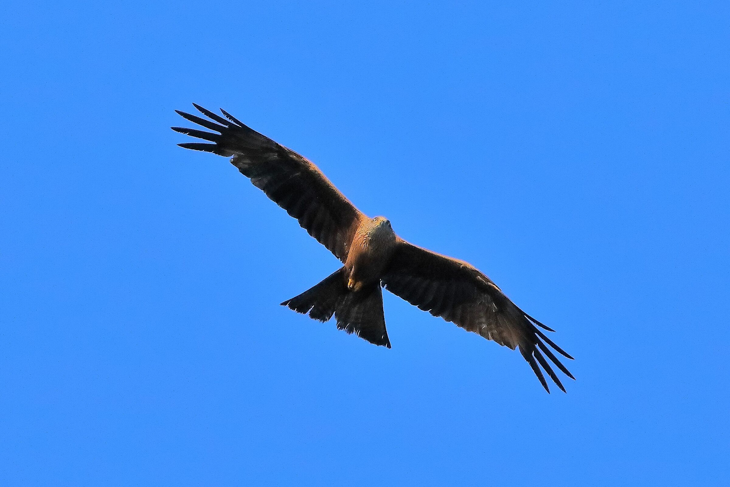 Nibbio bruno 03-08-2022