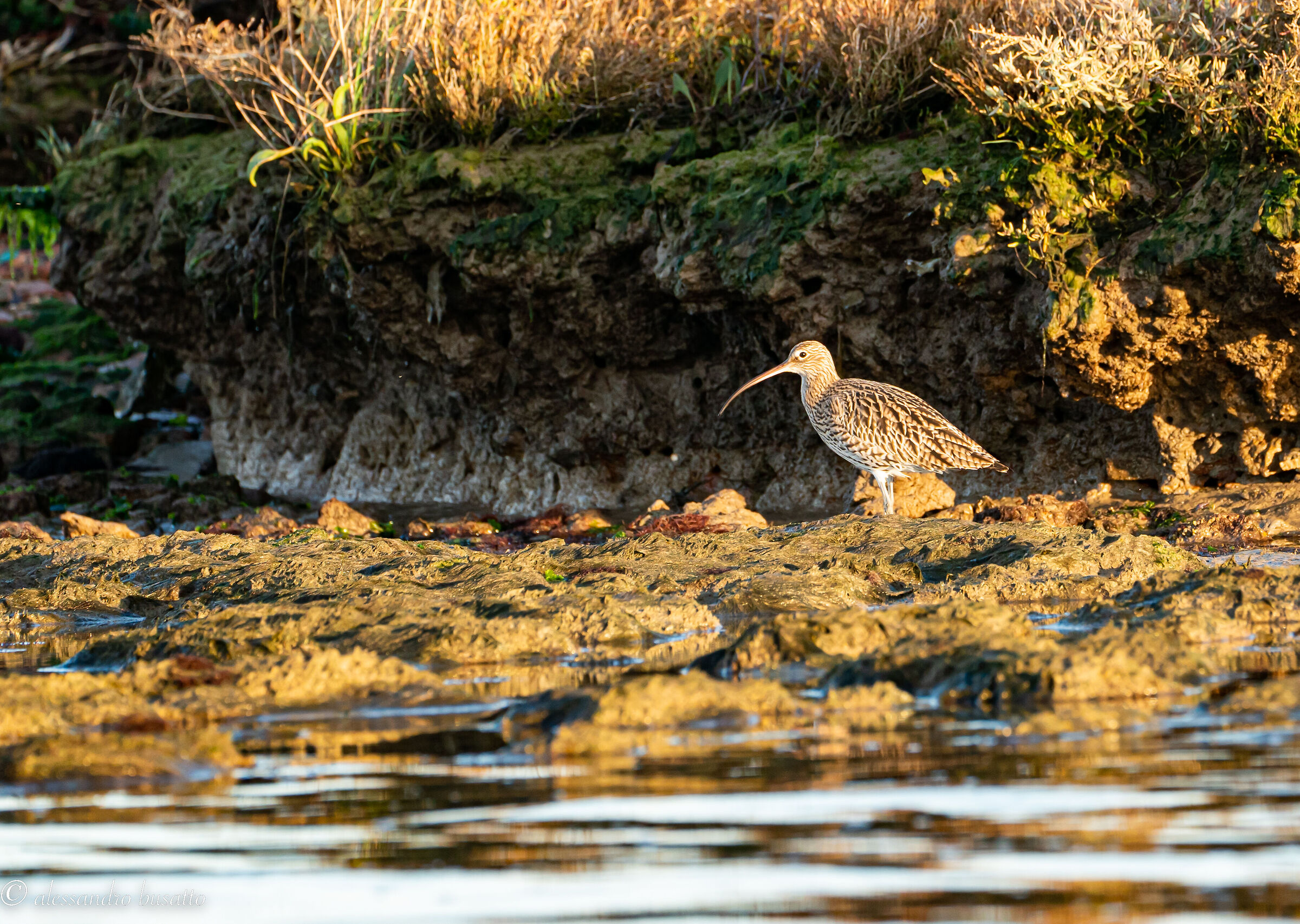 Curlew
