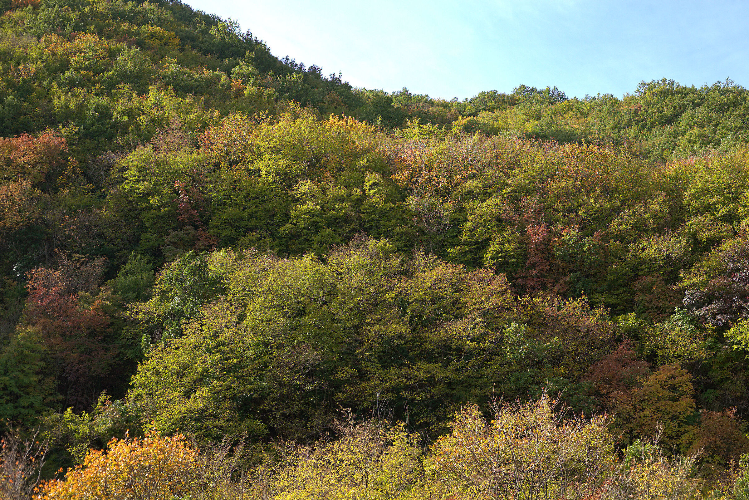 Boschi di Fabriano (AN)