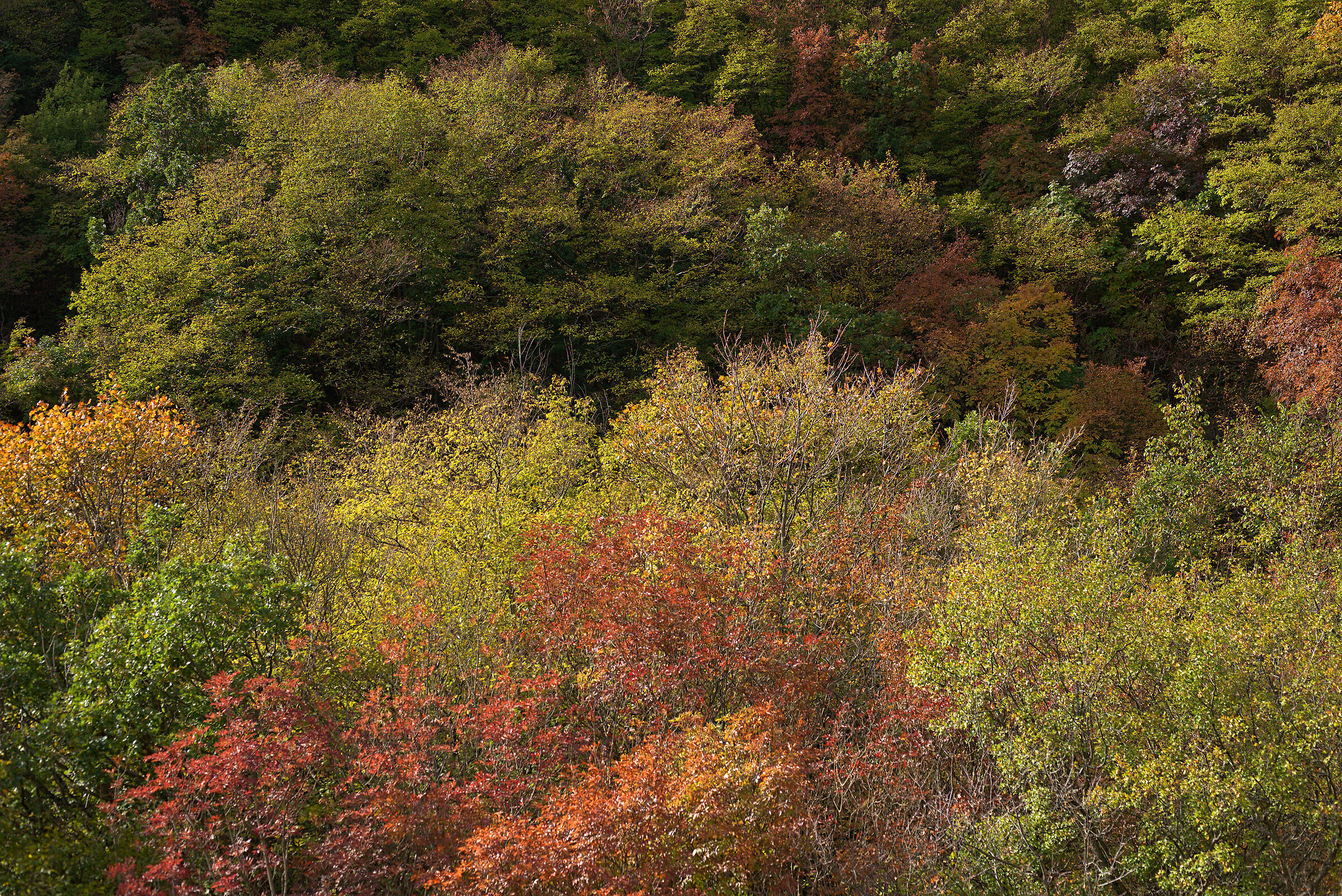 Boschi di Fabriano (AN)