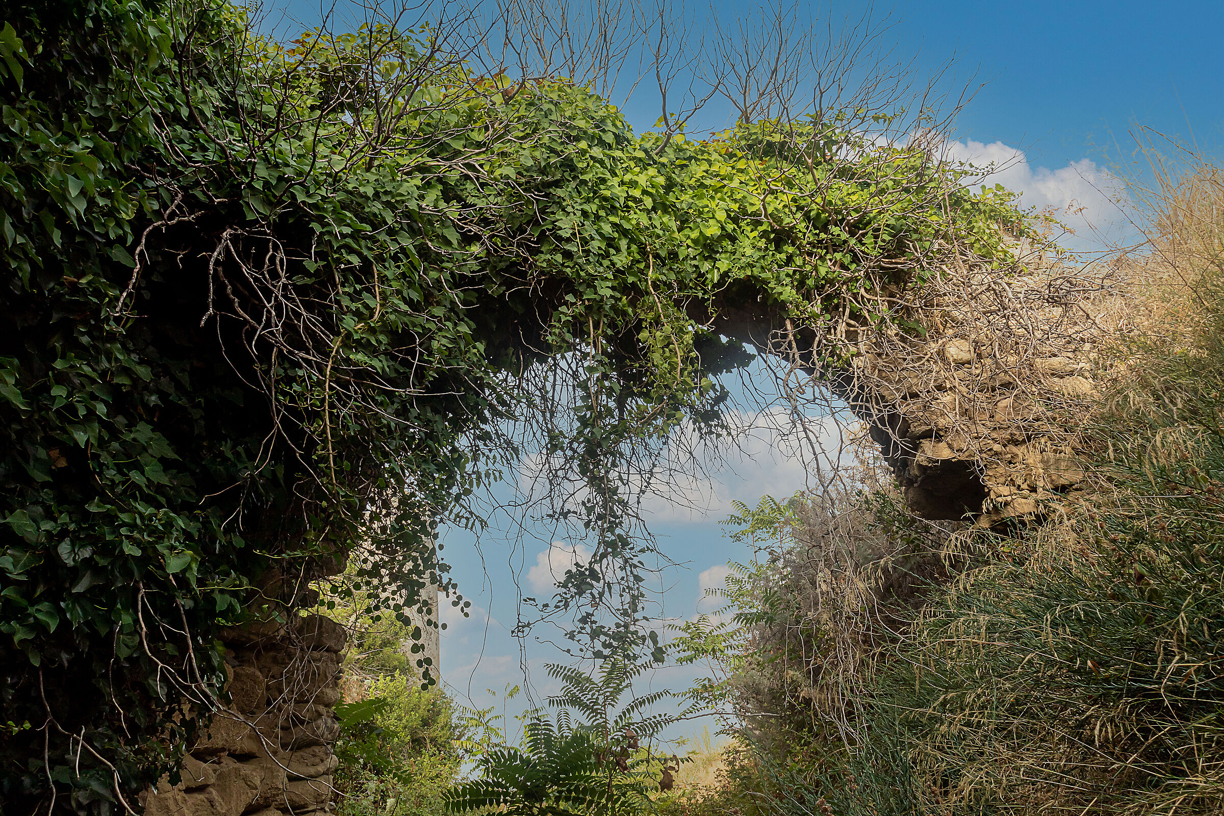 The ivy arch