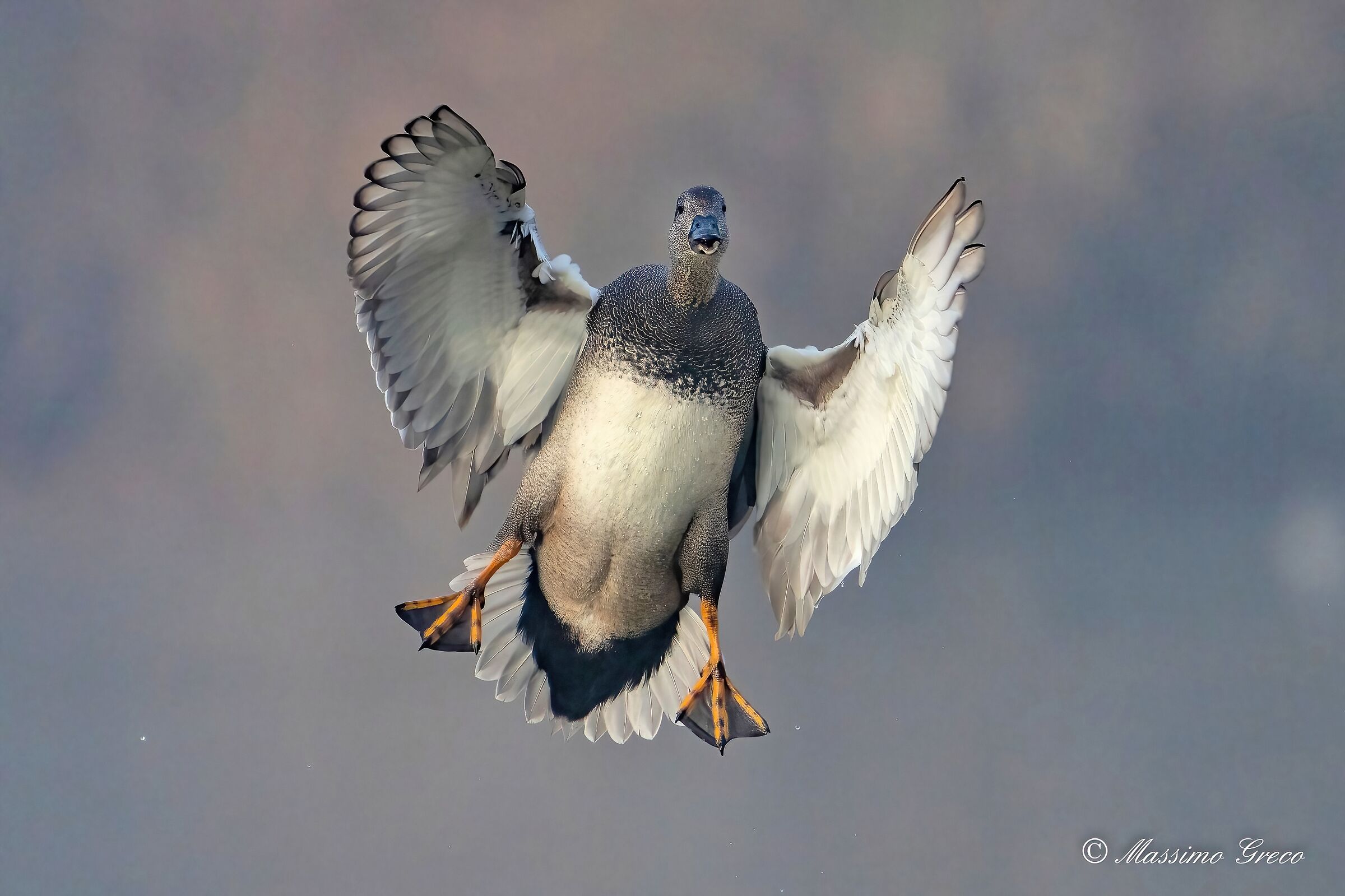 Canapiglie nella nebbia