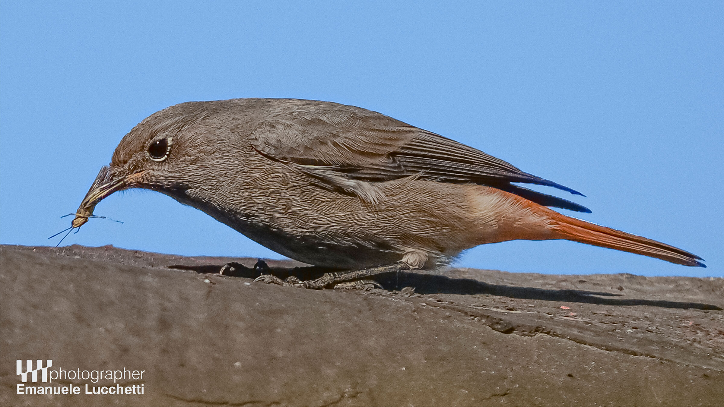 Codirosso spazzacamino