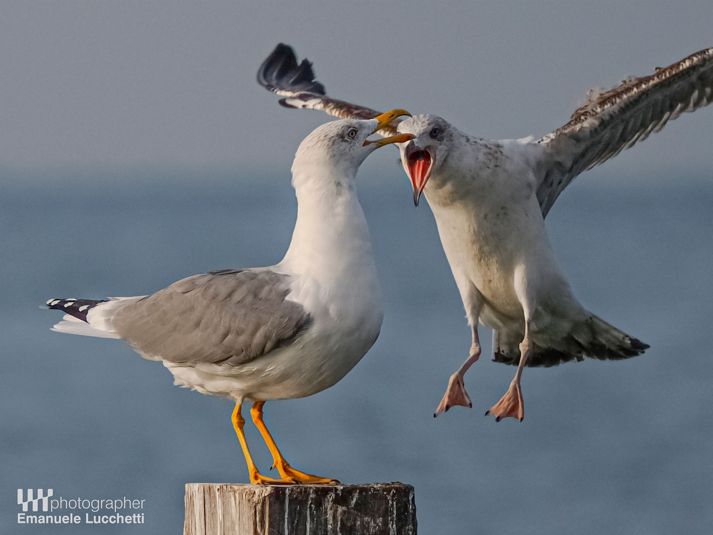 Herring gull