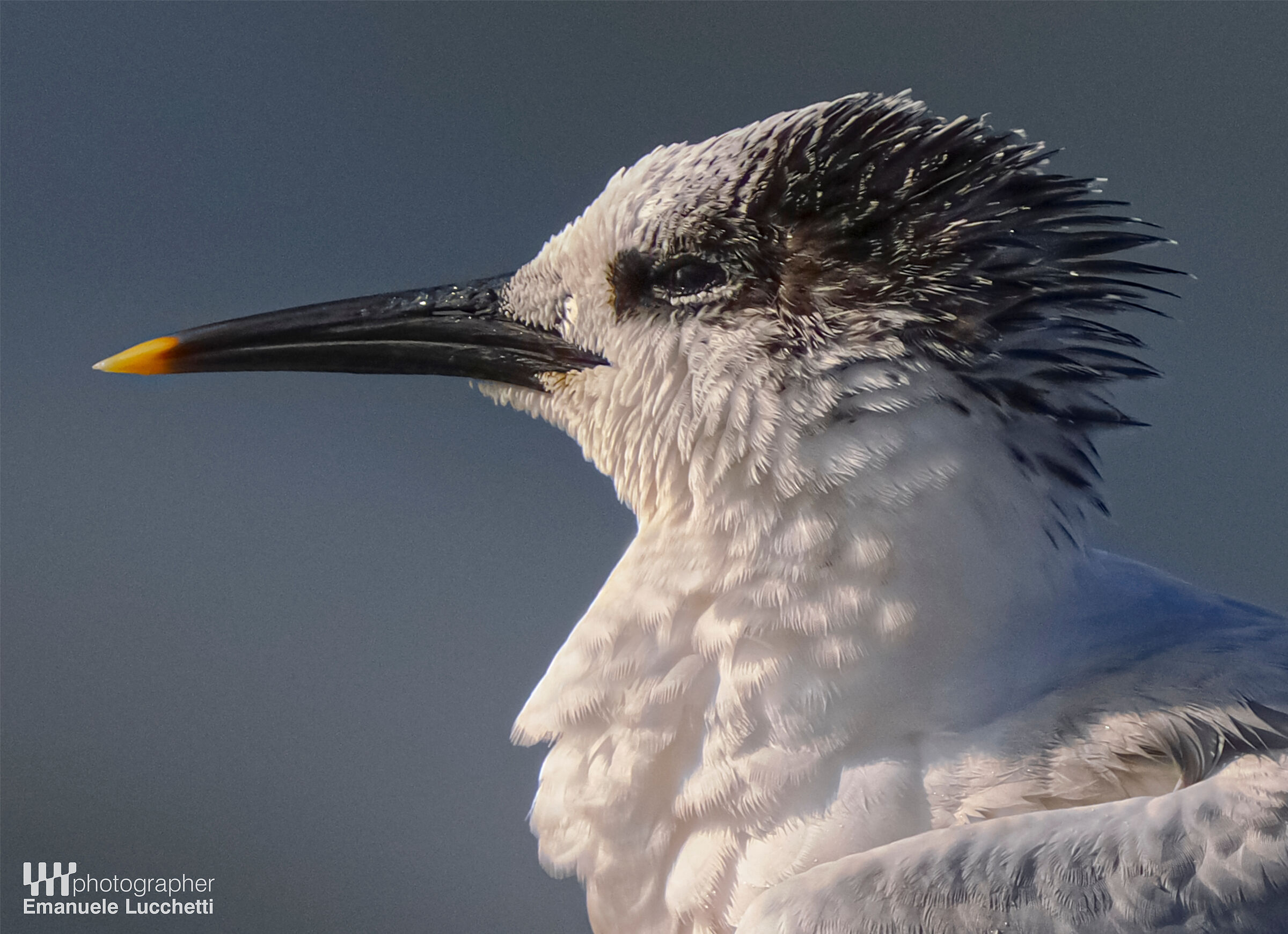 Sandwich tern