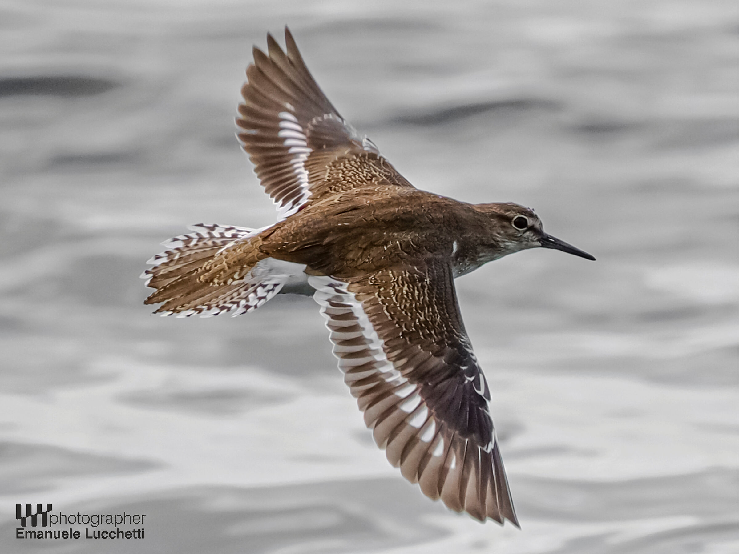 Sandpiper small sandpiper