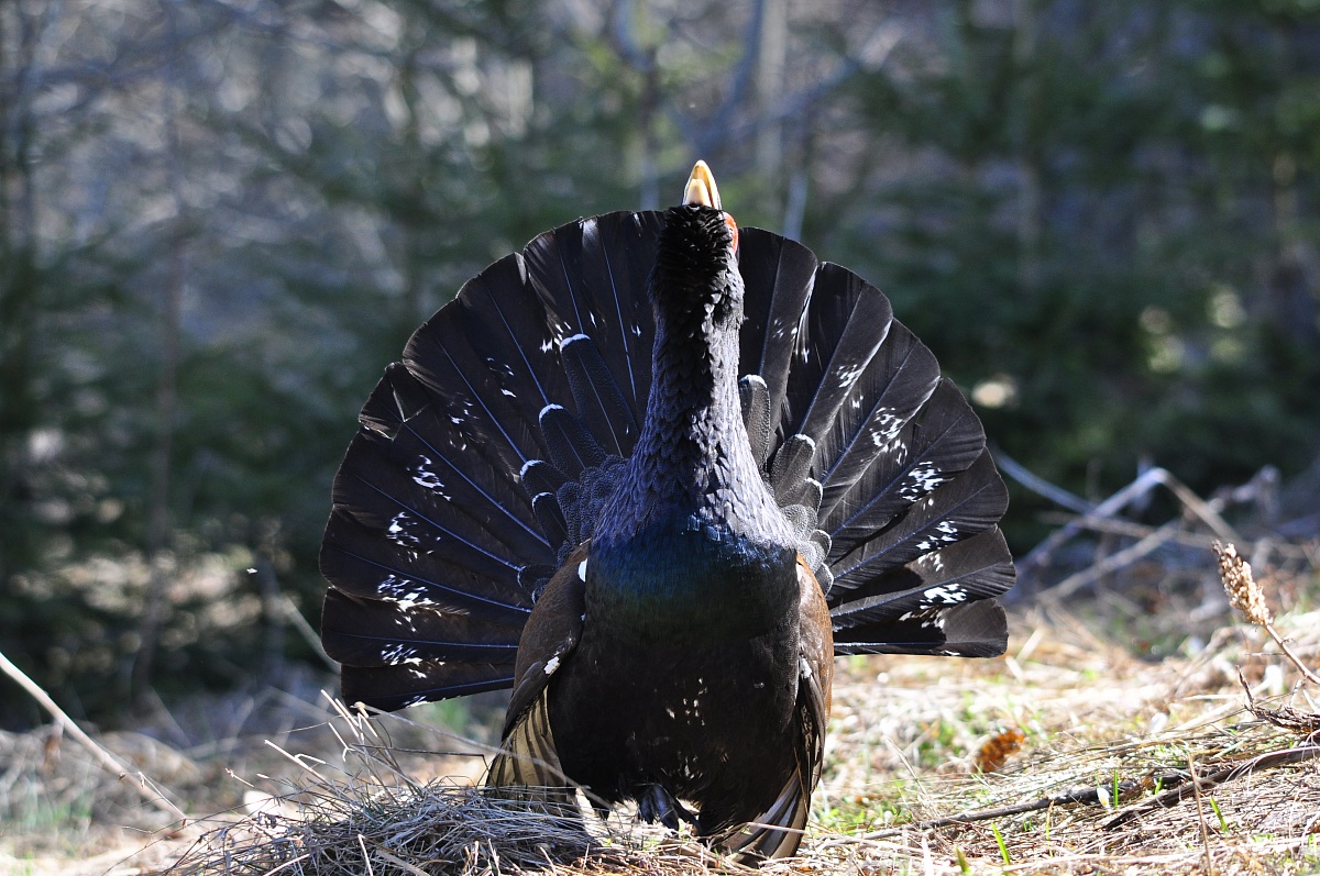 Tetrao Urogallus
