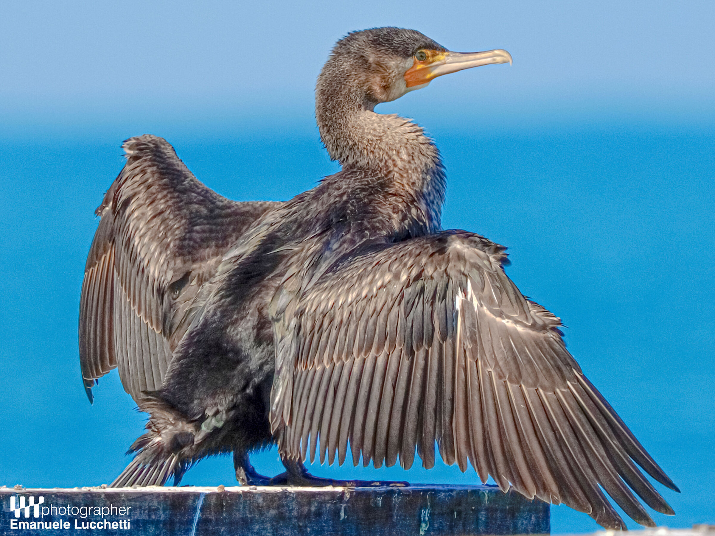 Cormorant