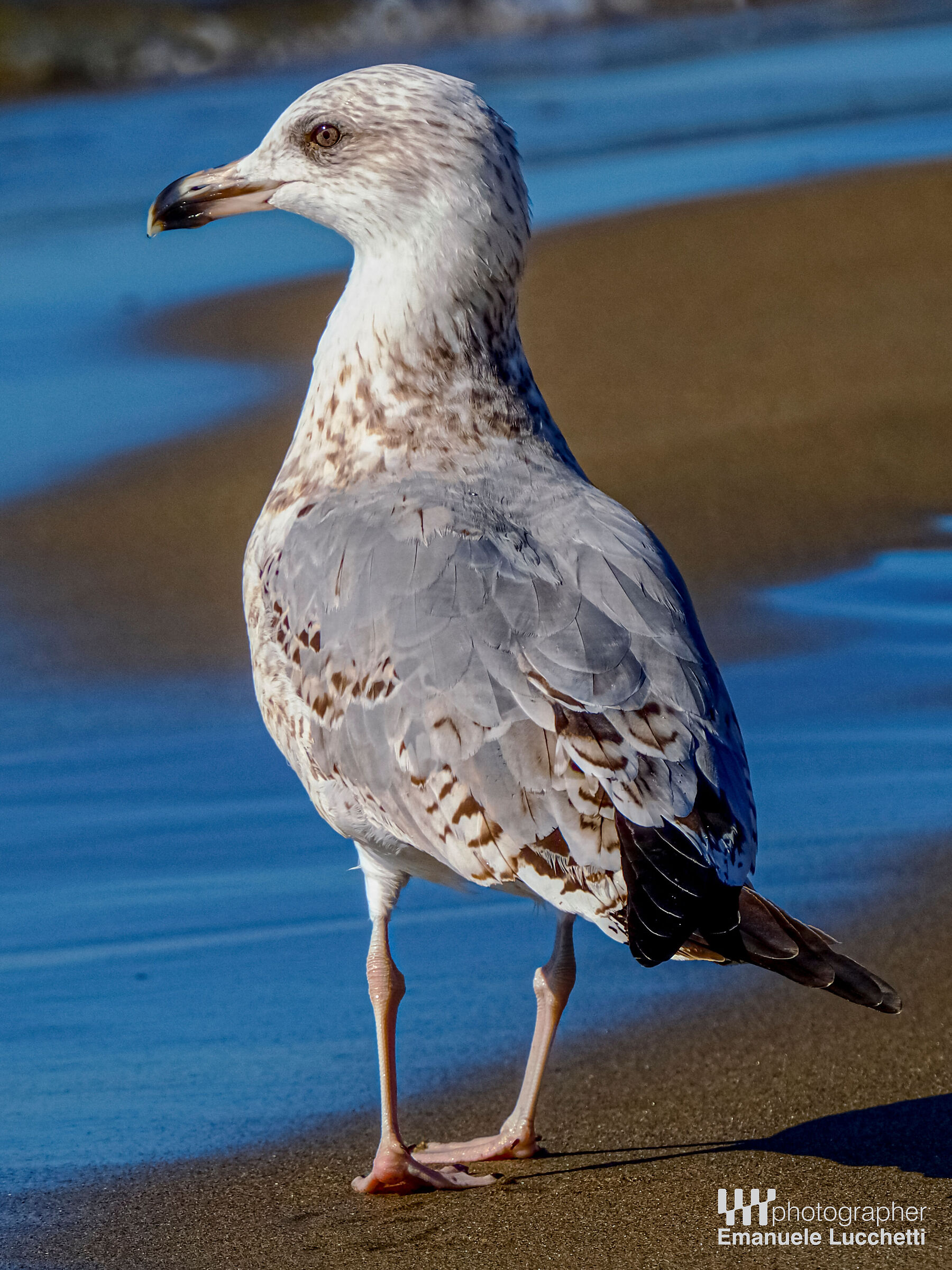 Herring gull