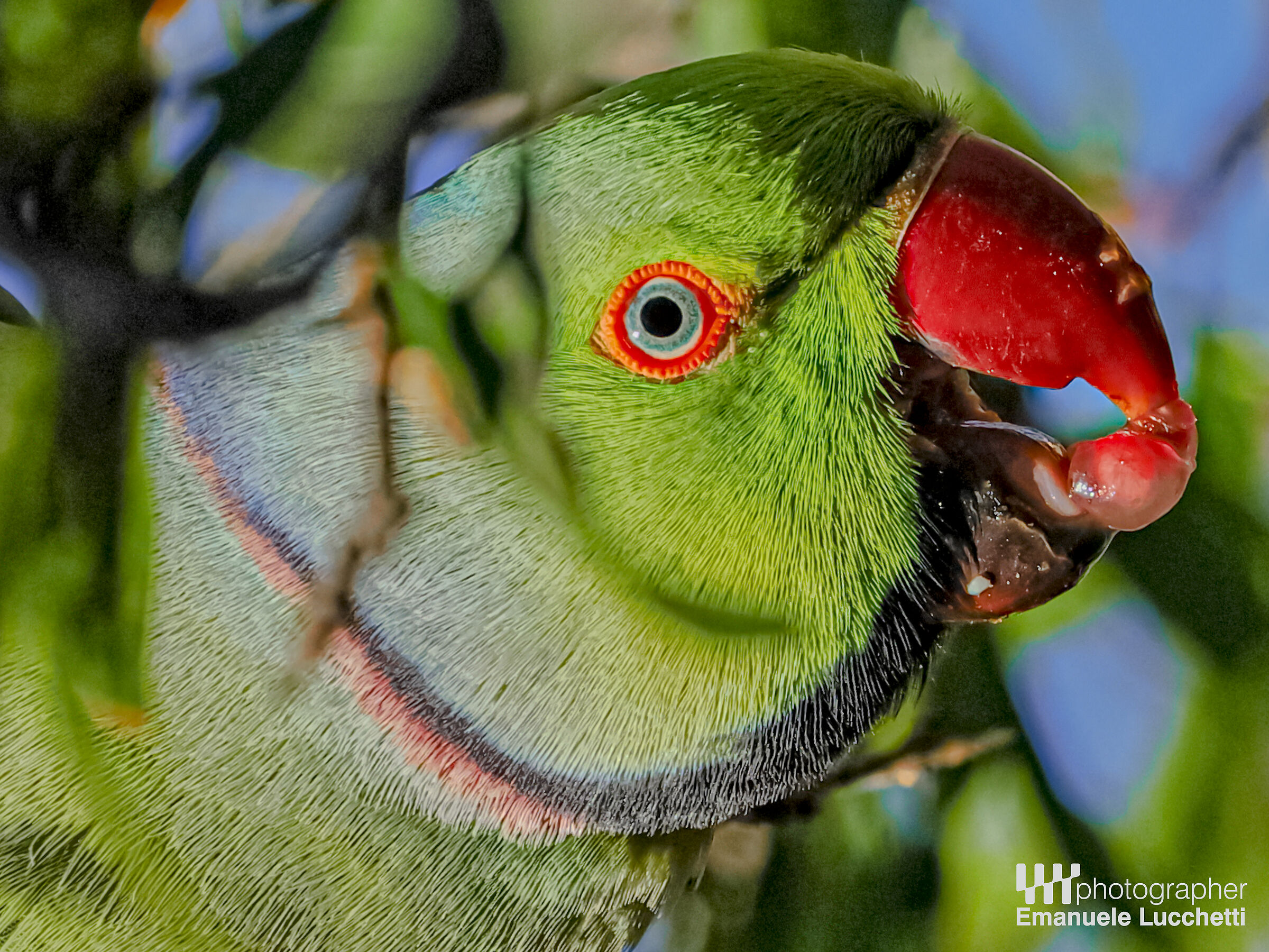 Parrocchetto dal collare