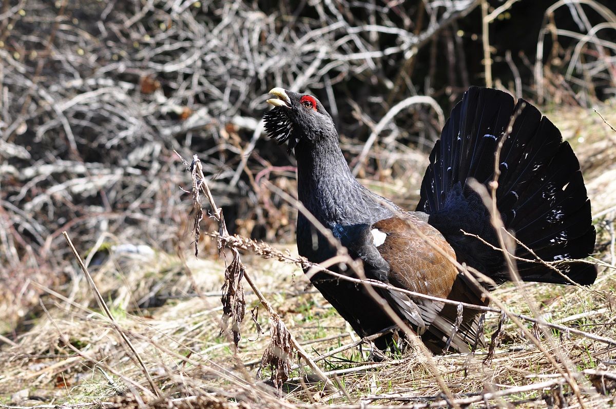 Tetrao Urogallus